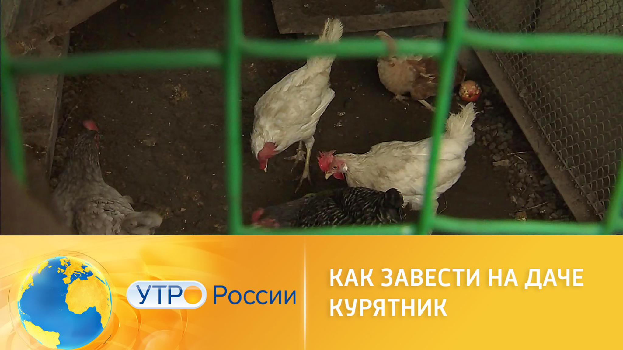 Что грозит за курятник на даче