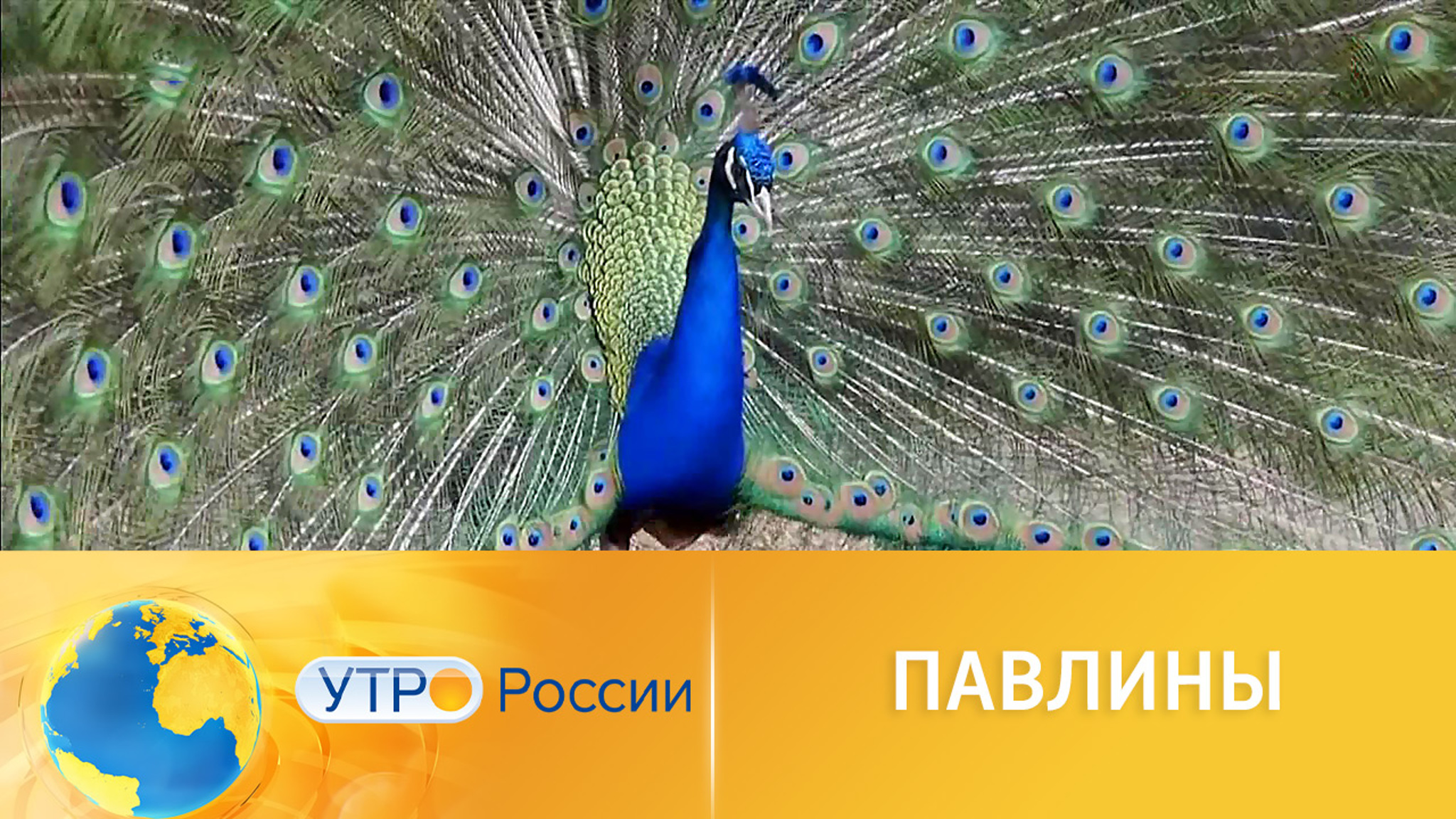 Индийских павлинов разводят в приморских морозах