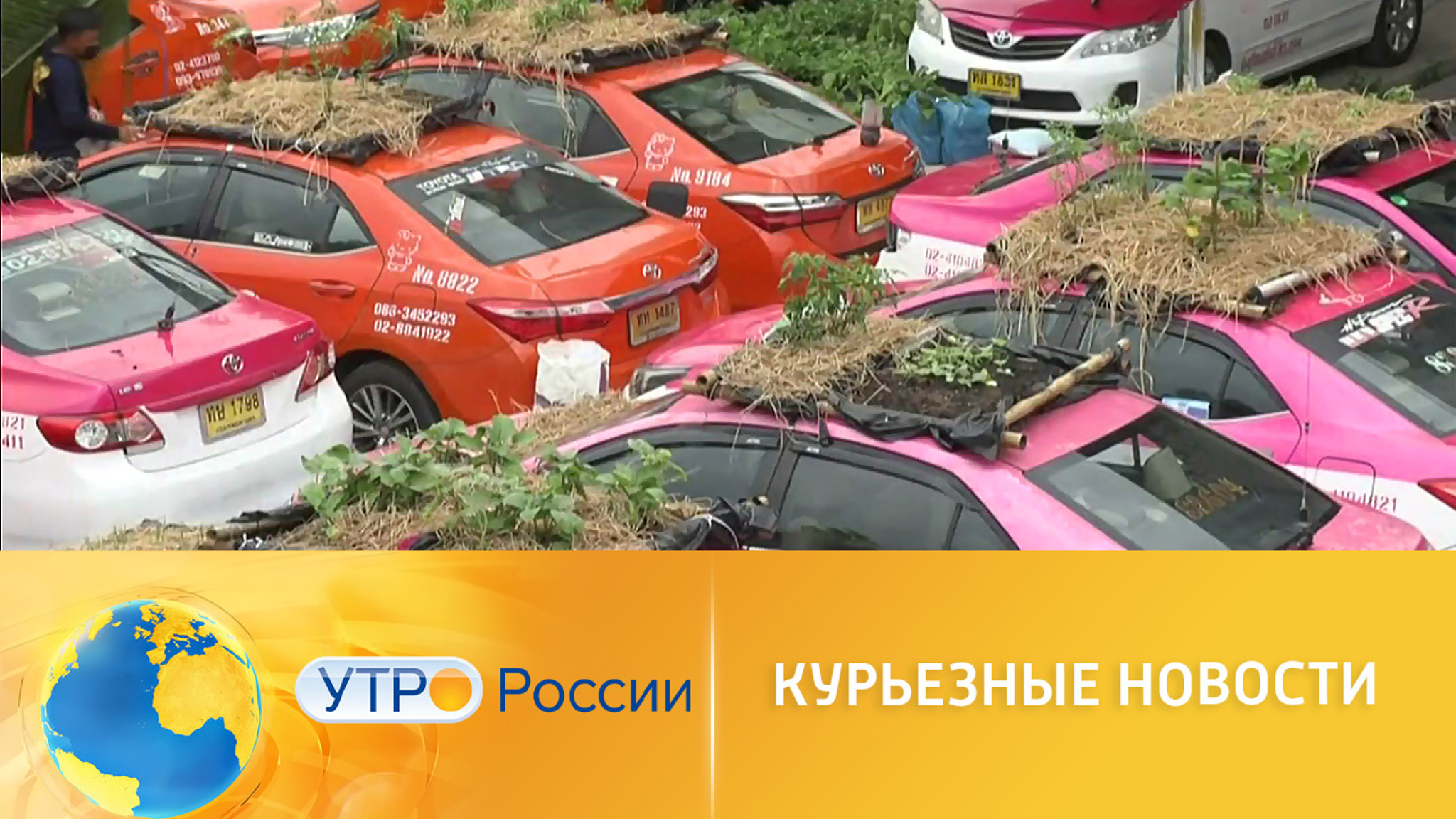 Курьезные новости со всего мира