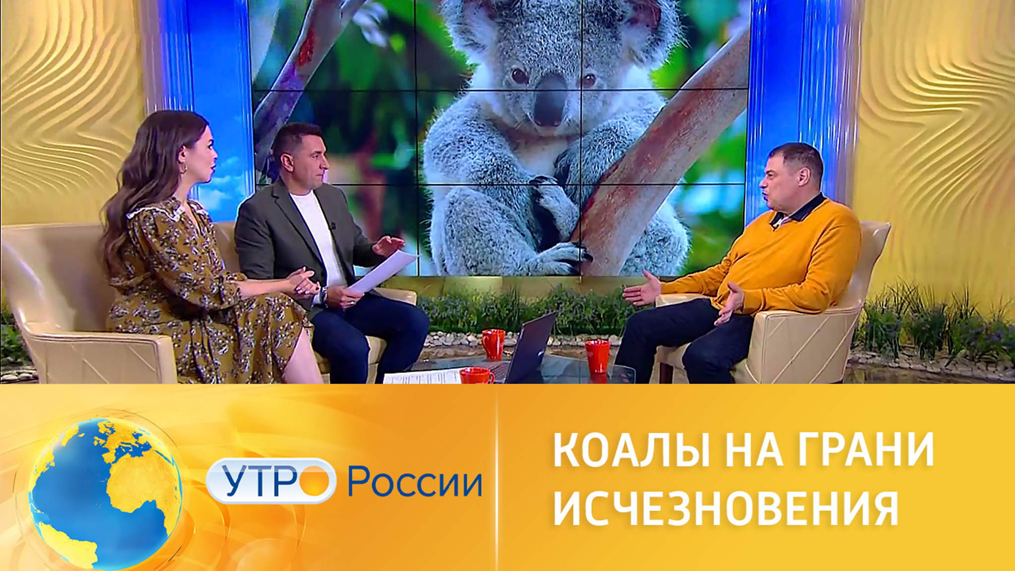 Коалы оказались на грани исчезновения