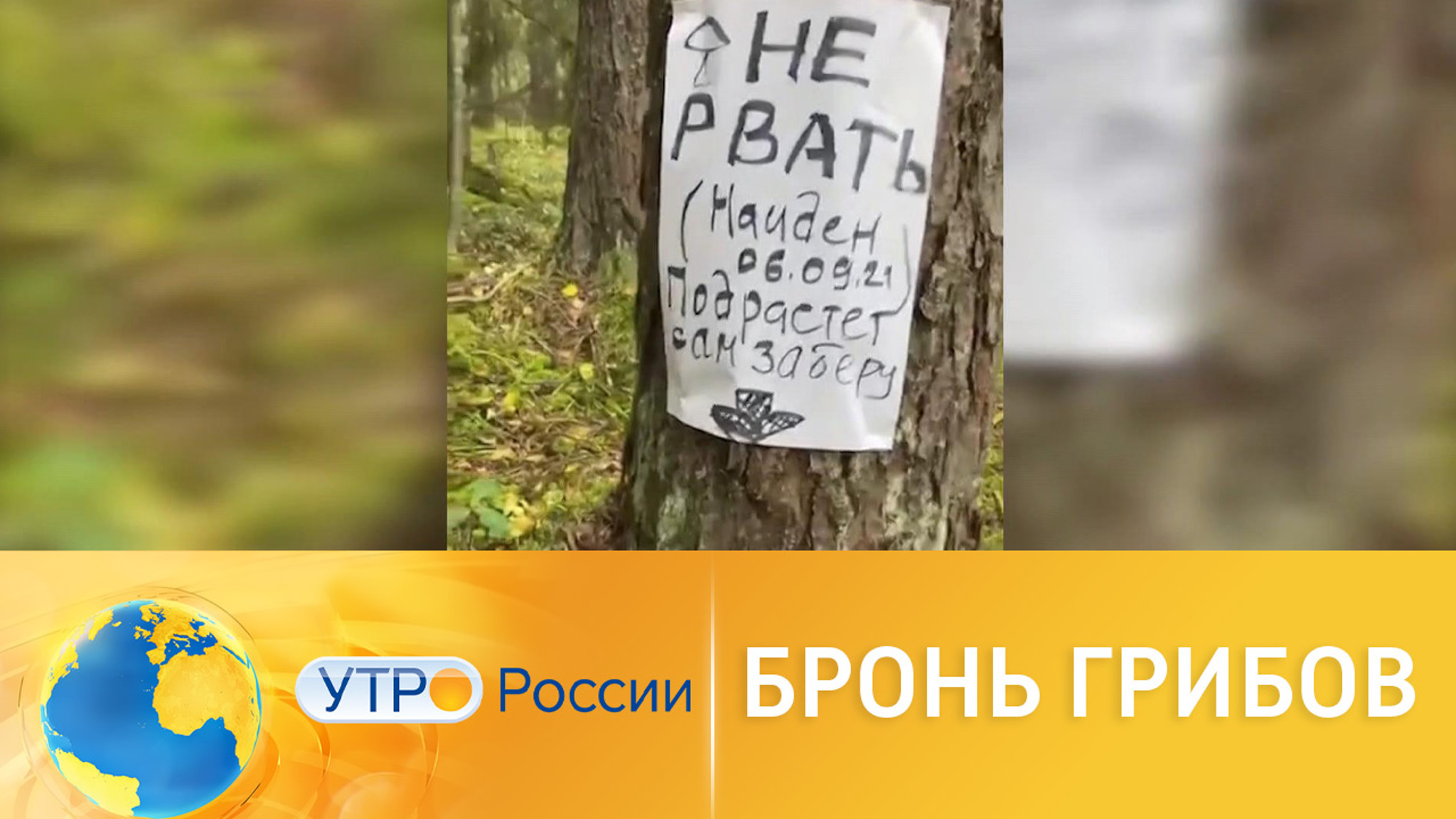 Секреты грибников: как преуспеть в "тихой охоте"