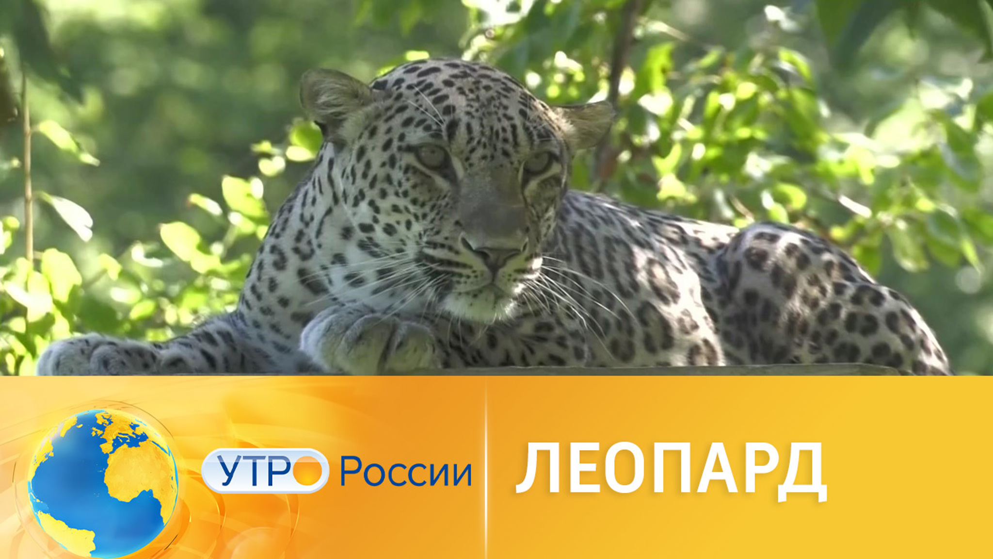 В Сочи вакцинировали двух новорожденных леопардов