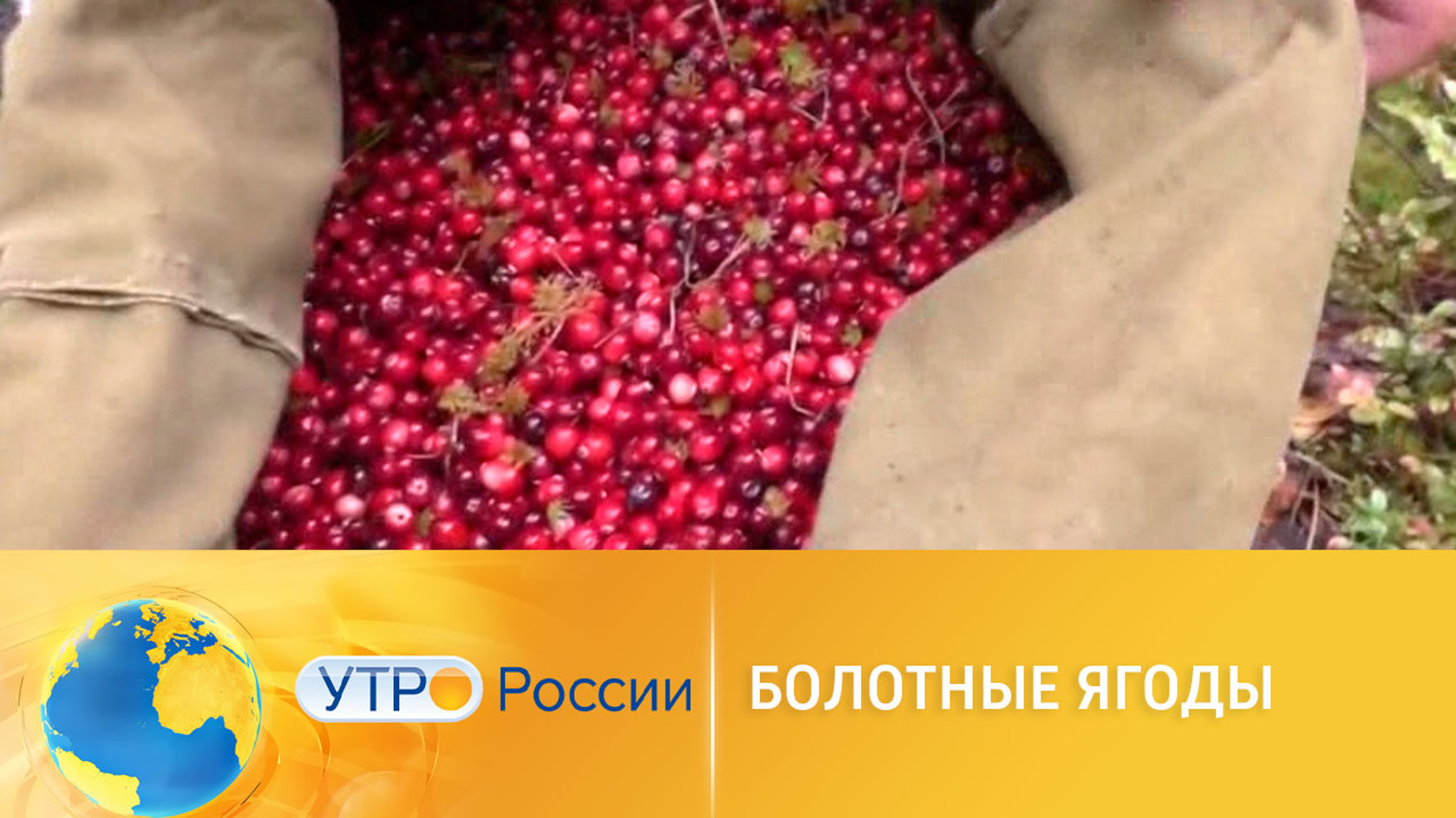 Болотные ягоды: как выбирать и сколько стоят