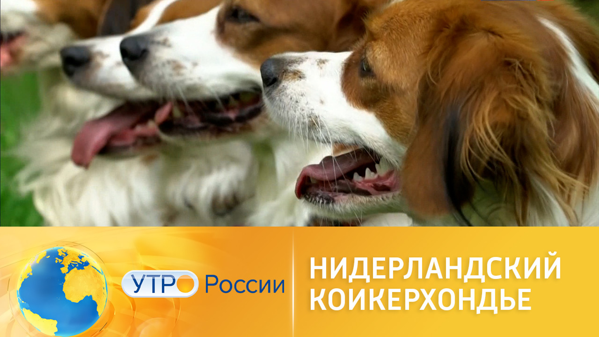 Нидерландский коикерхондье: все о породе собак