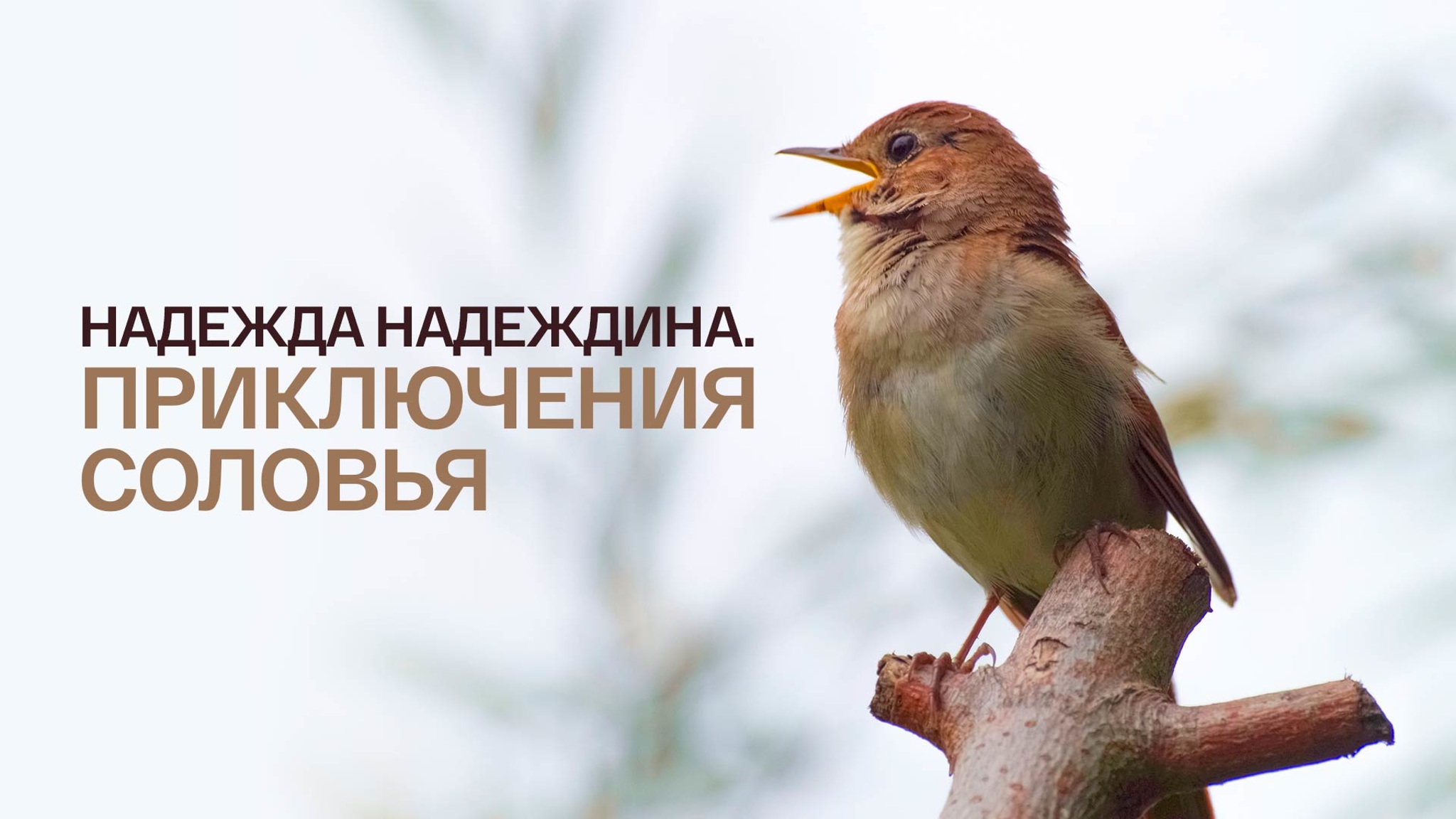 Надежда Надеждина. Приключения соловья