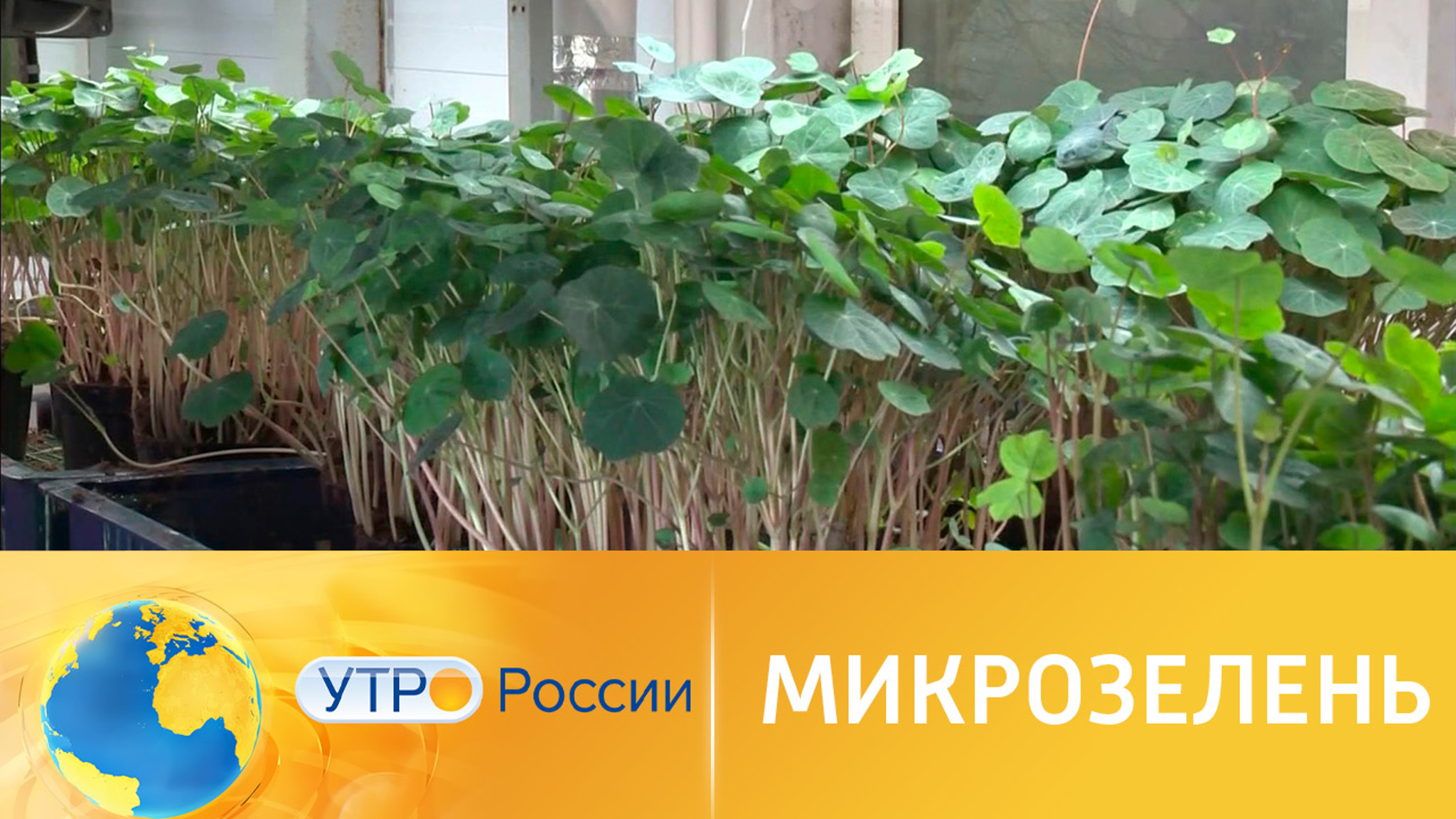 Микрозелень в домашних условиях