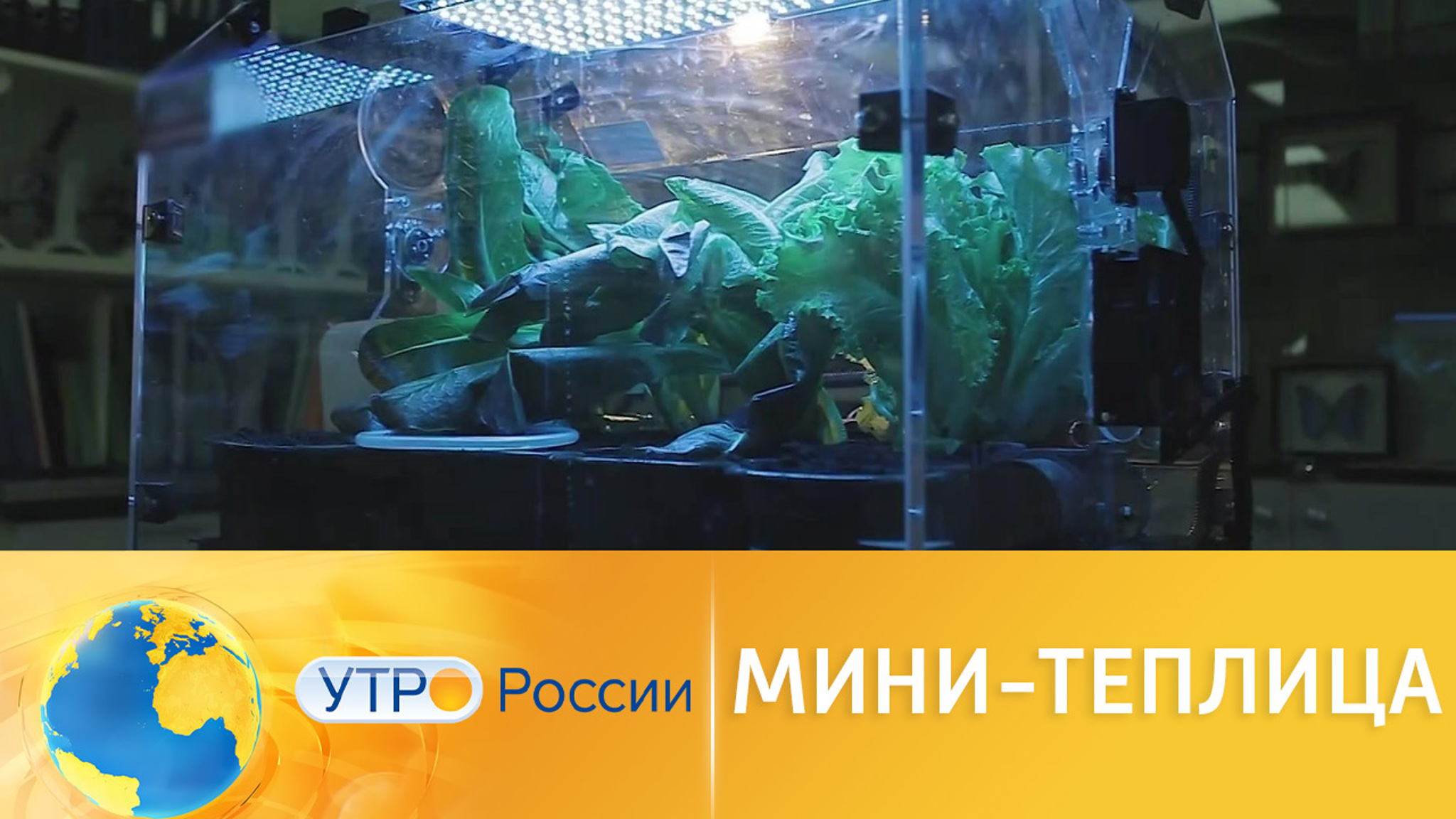 Как мини-теплица помогает российским школьникам