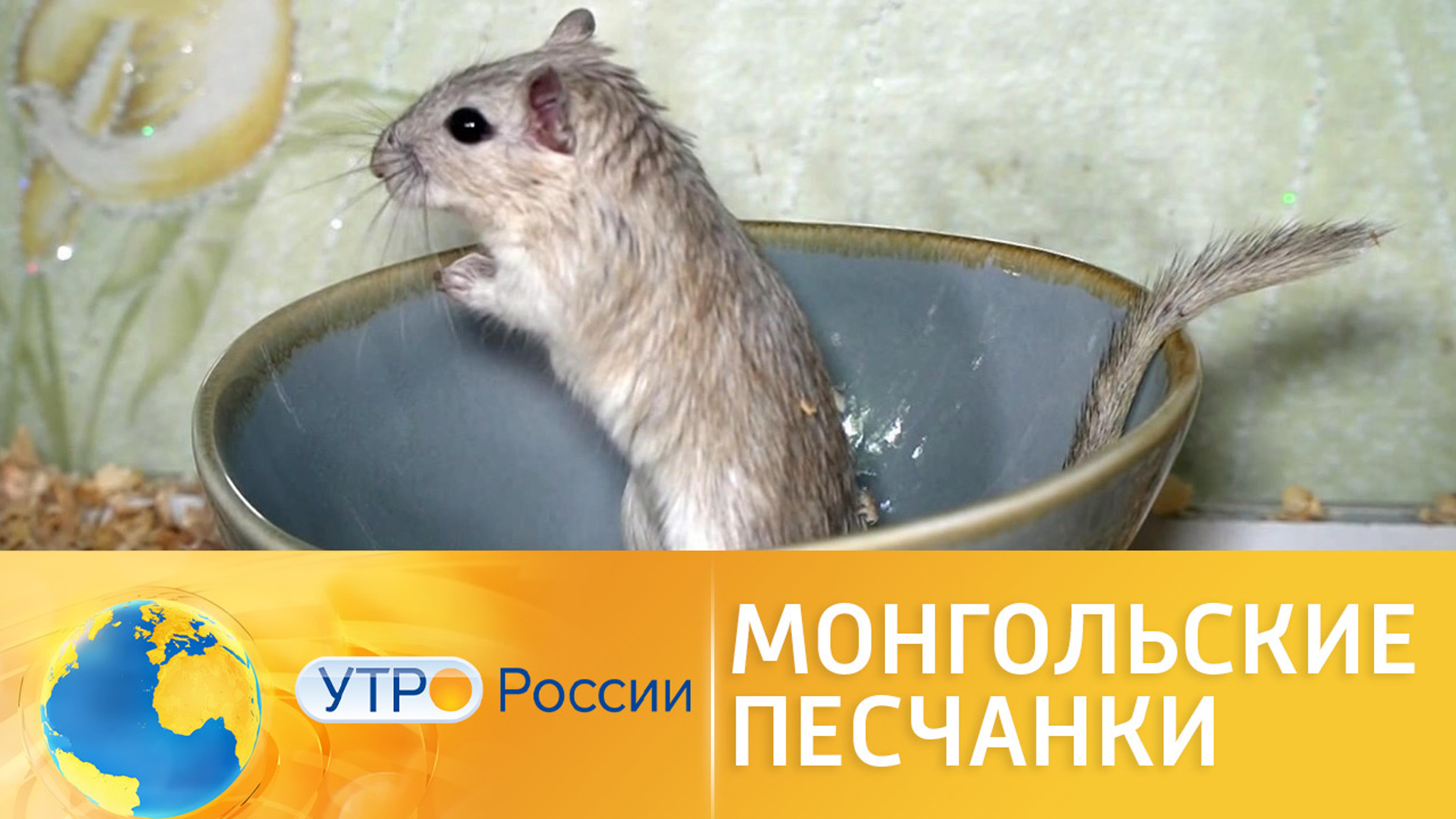 Как ухаживать за монгольскими песчанками