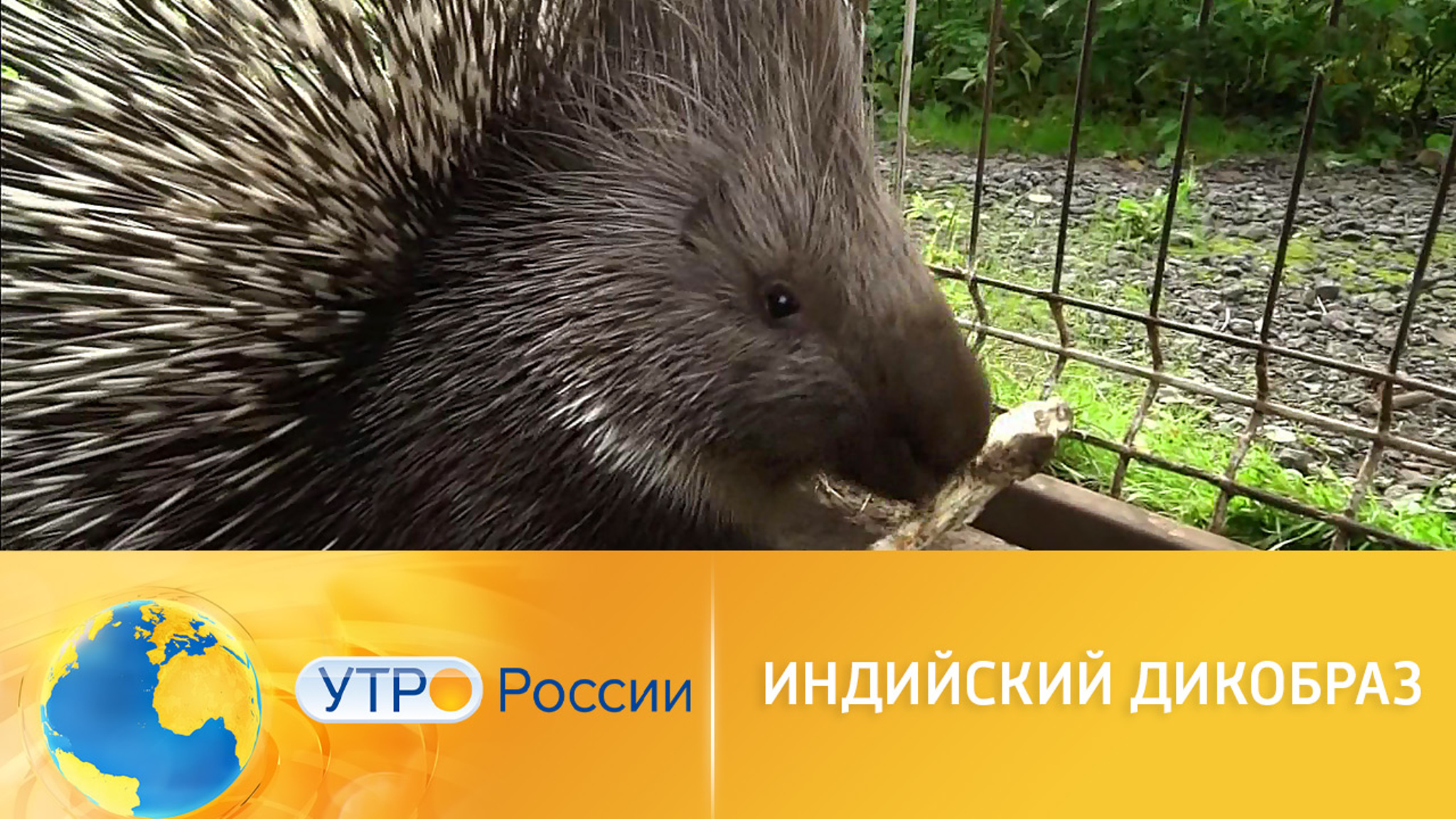Индийские дикобразы как альтернатива домашним котикам