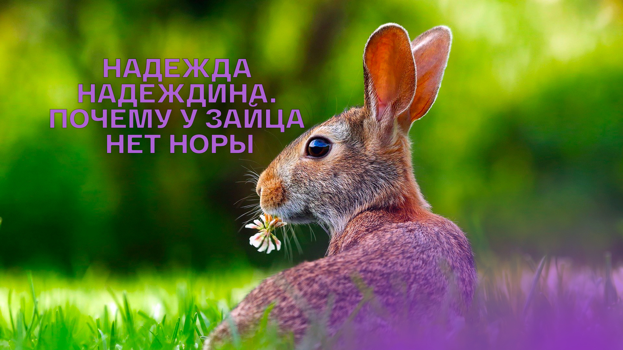 Надежда Надеждина. Почему у зайца нет норы