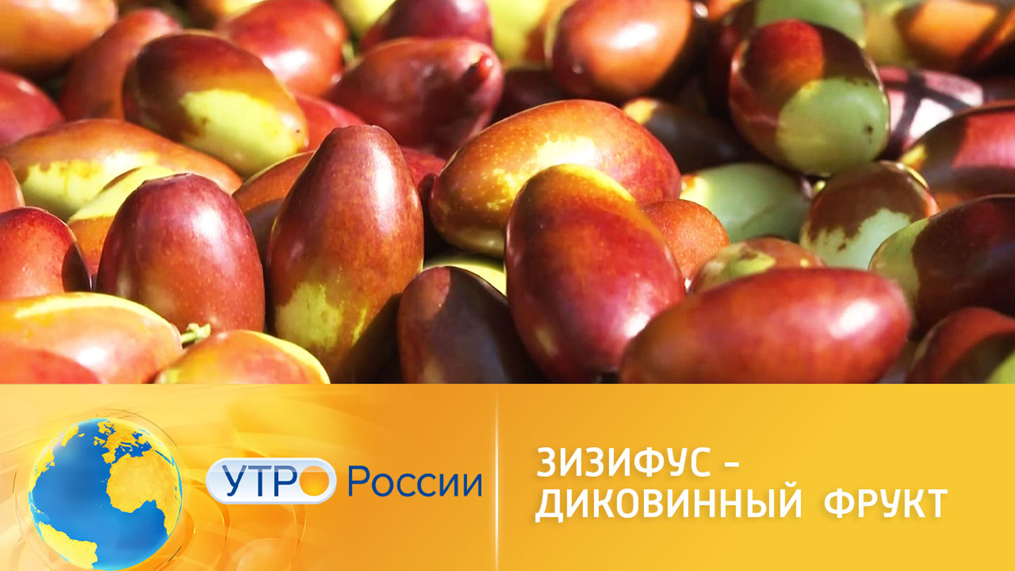 В Крыму поспел зизифус