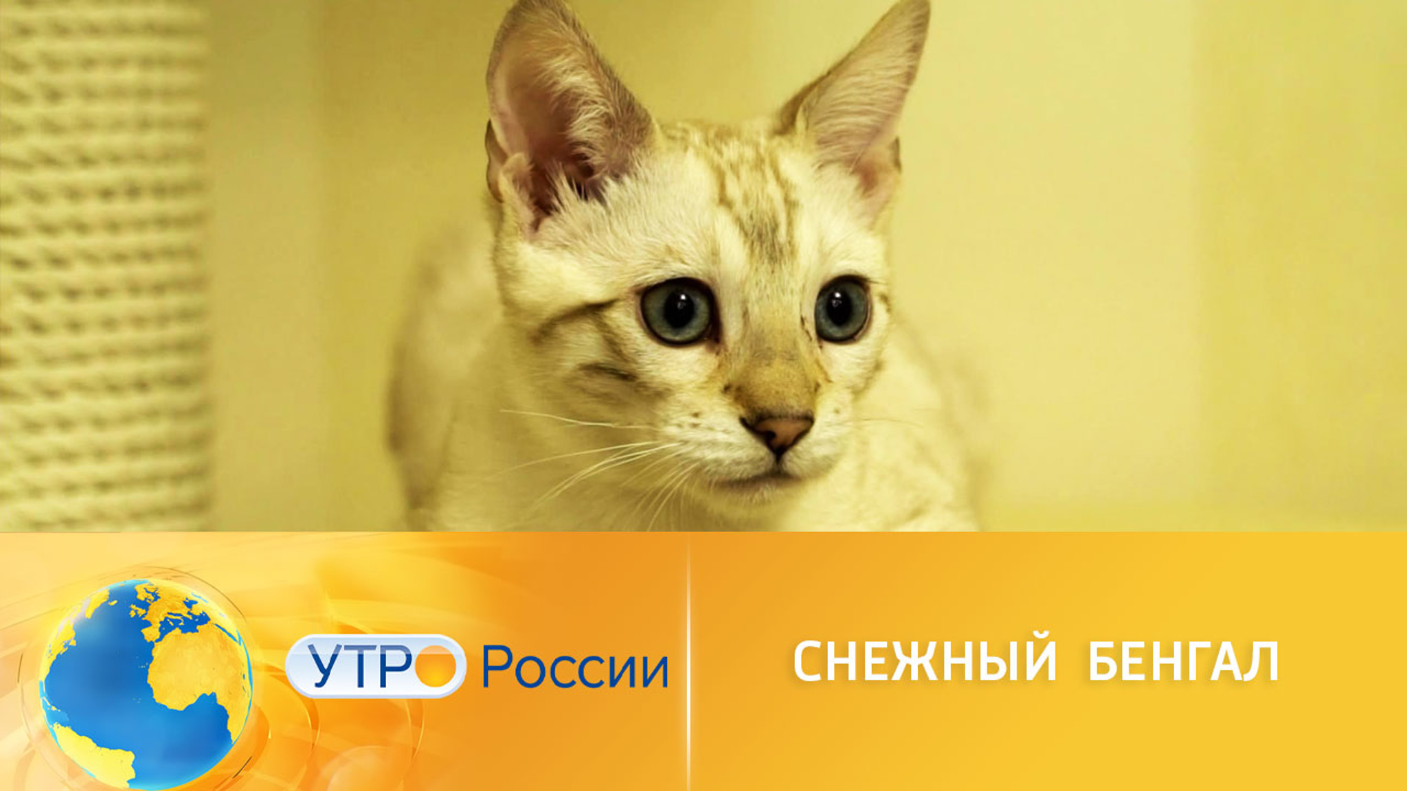 Редкая разновидность бенгальской кошки