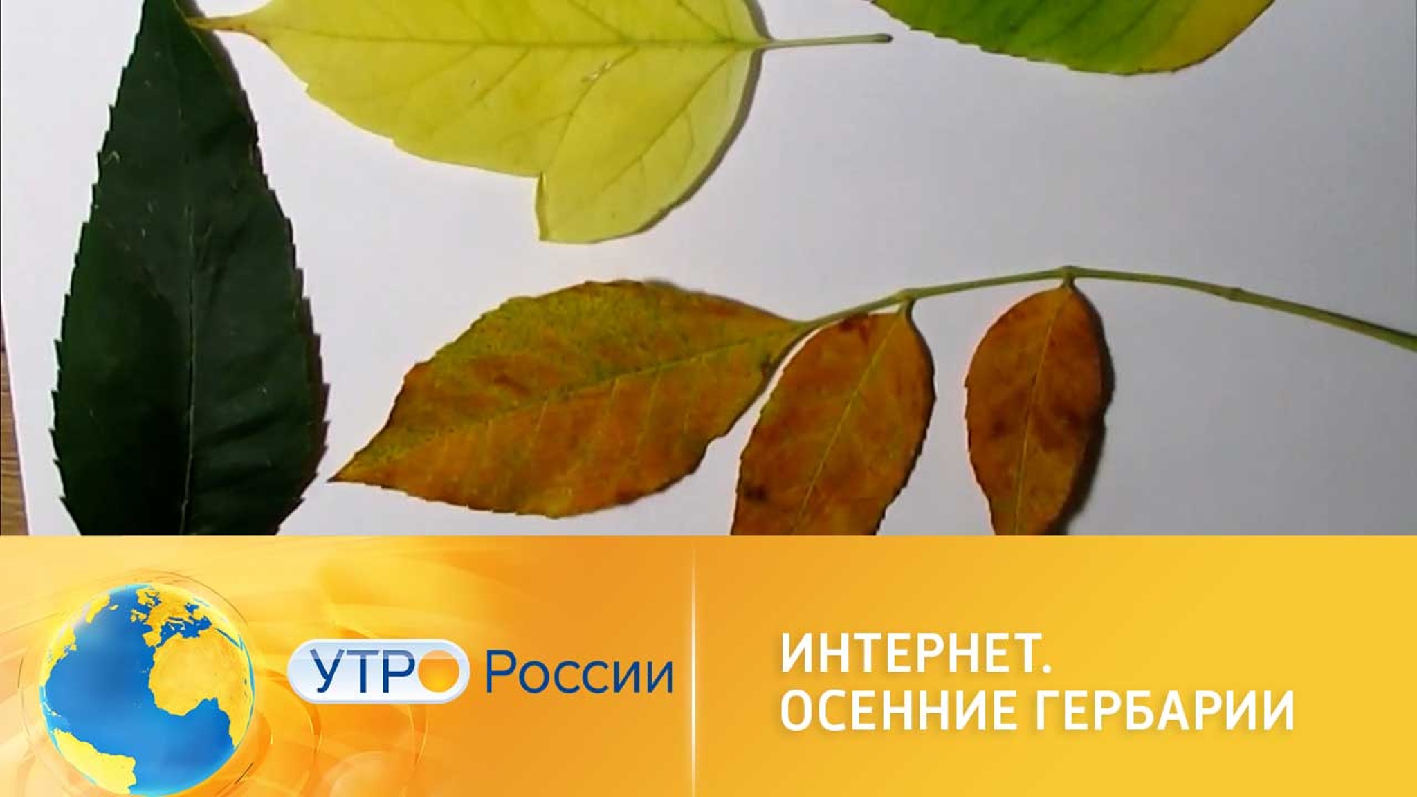 Осенние гербарии
