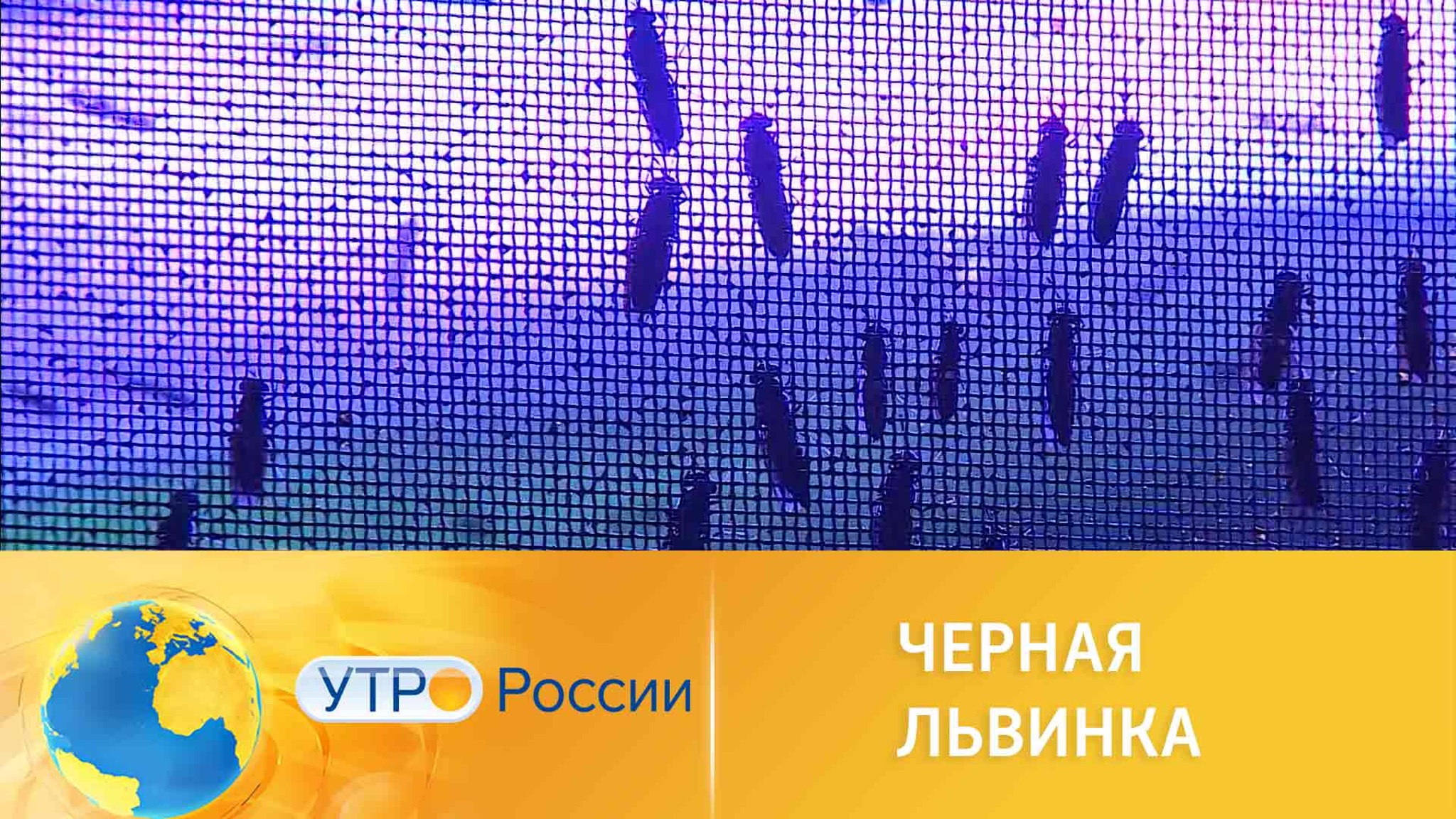 Какую пользу могут приносить мухи