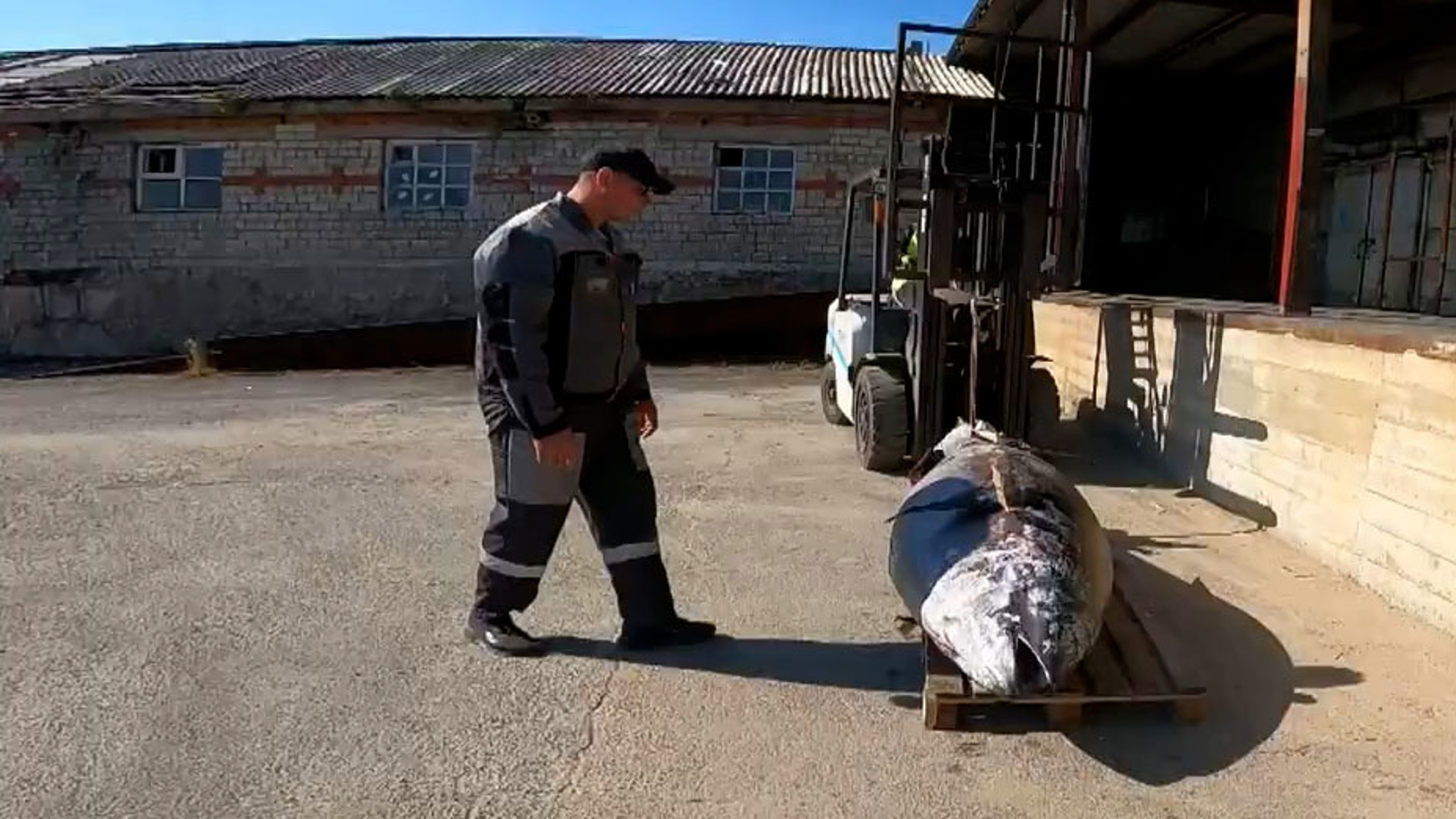 В Приморье начался сезон "тунцовой лихорадки"