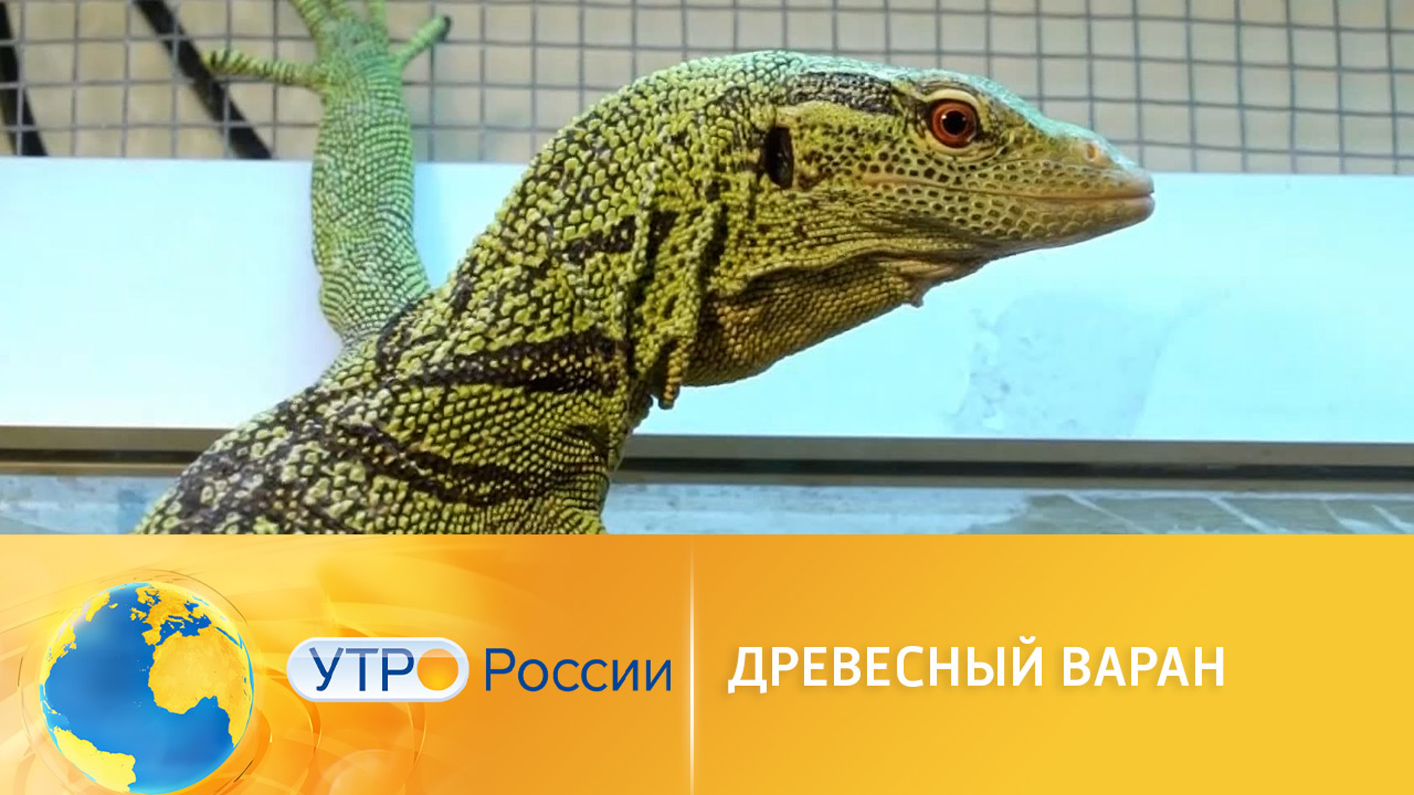 Необычные домашние питомцы: чем интересны и опасны древесные вараны