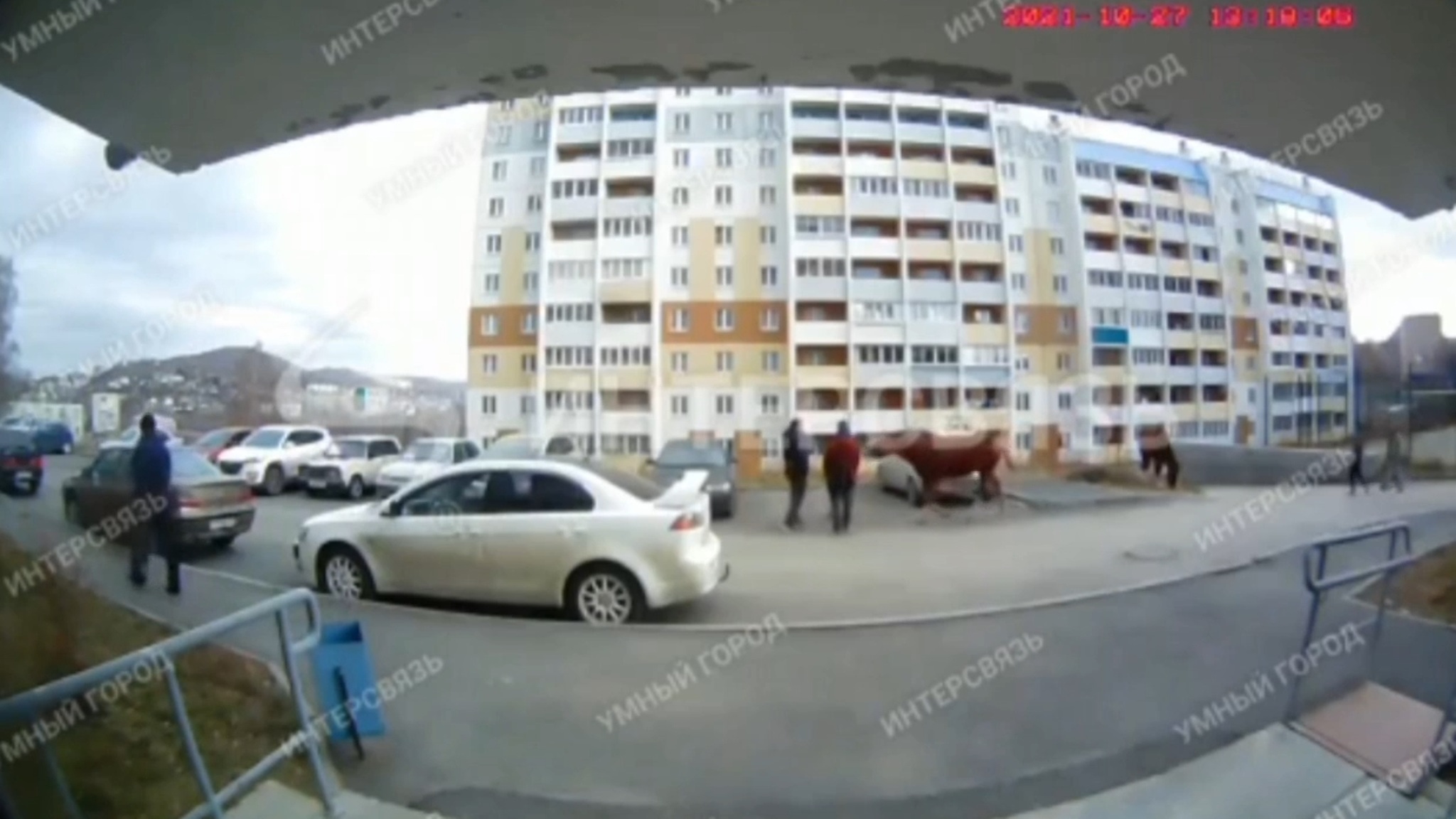 В Челябинской области агрессивная лошадь напала на людей