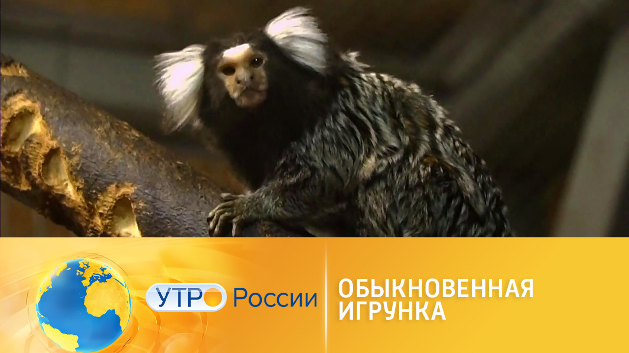 Игрунка – карликовая обезьяна
