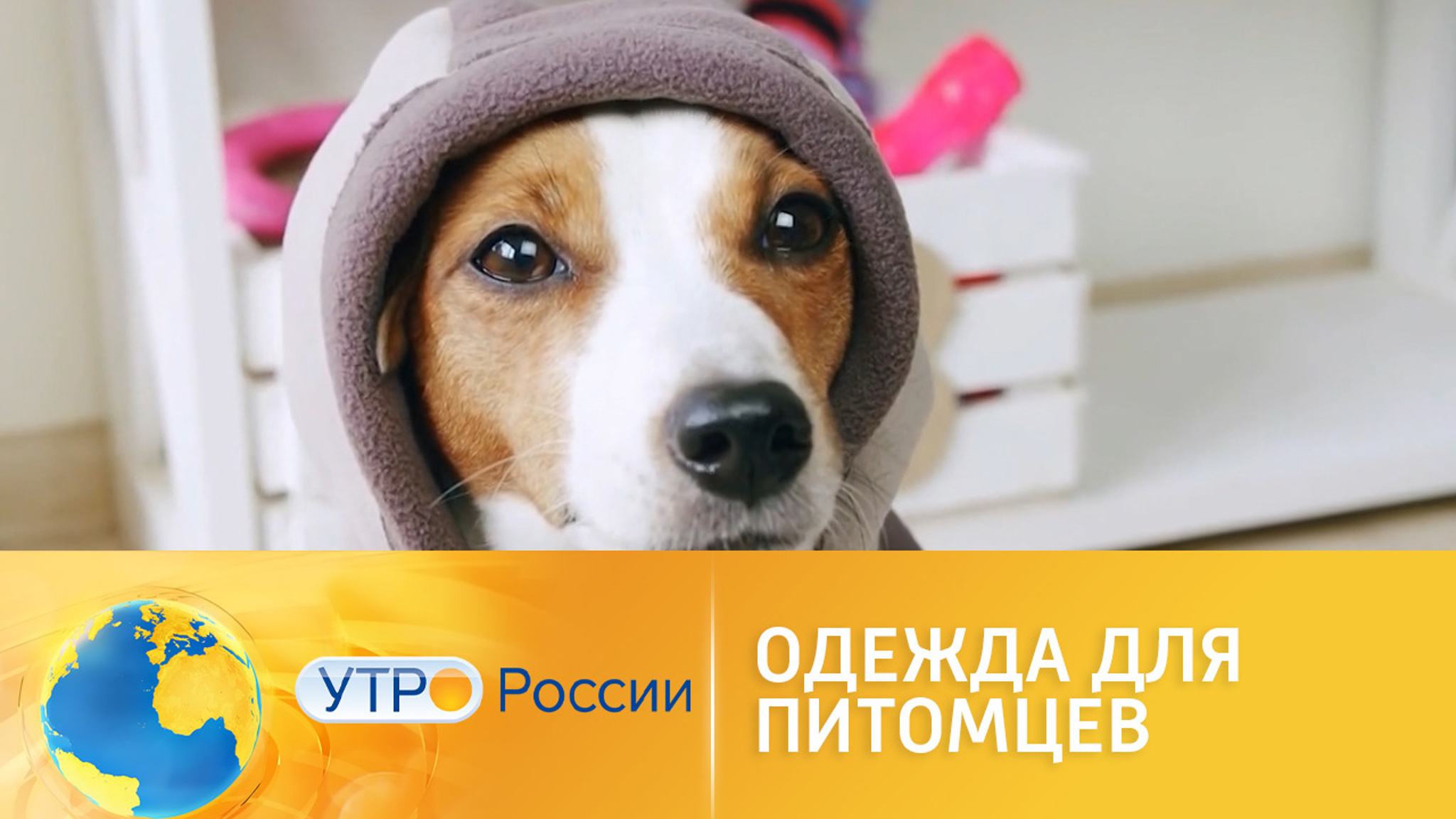Осенняя одежда для питомцев