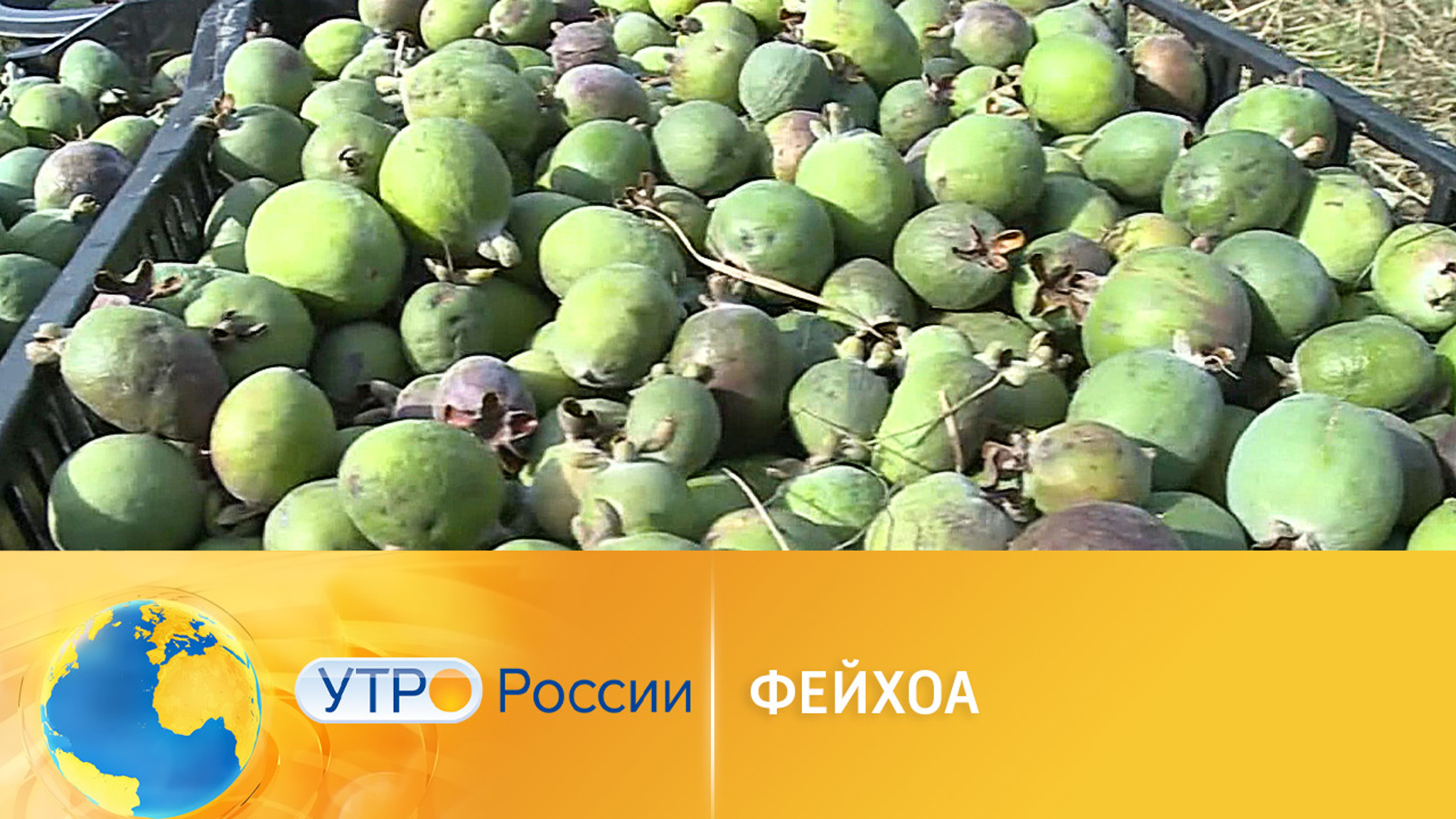 В Сочи начали собирать фейхоа