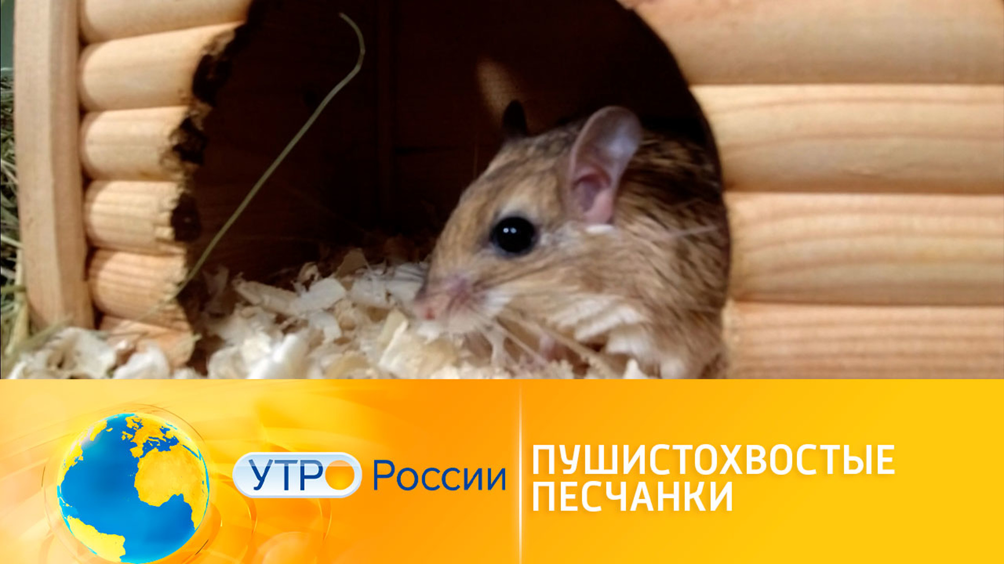 Пушистохвостая песчанка: особенности содержания