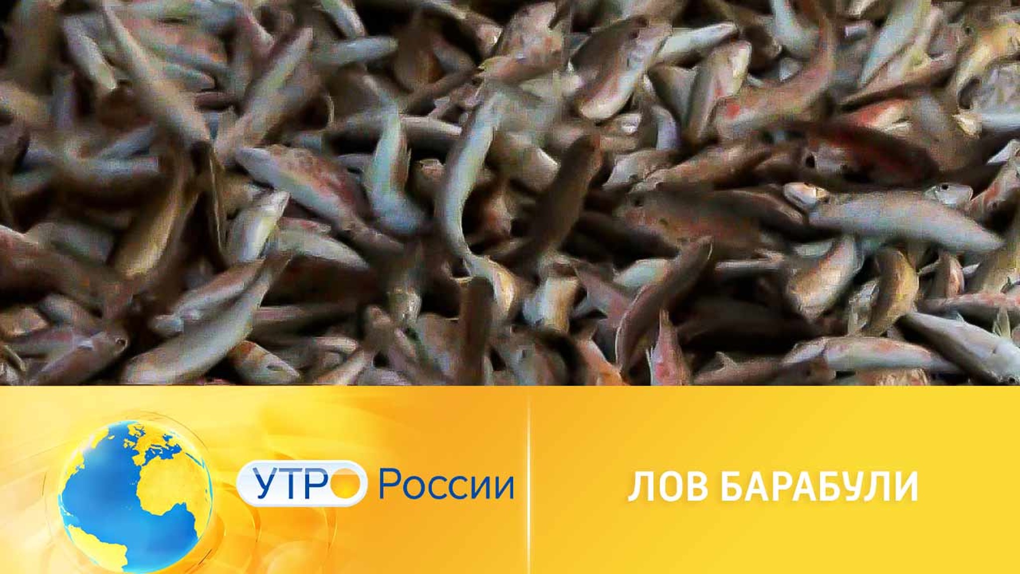 Барабуля – царская рыба