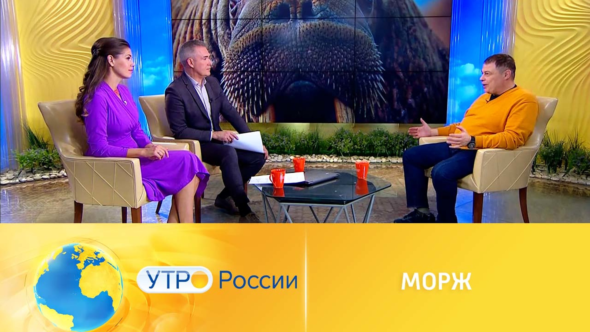 Интересные факты о моржах