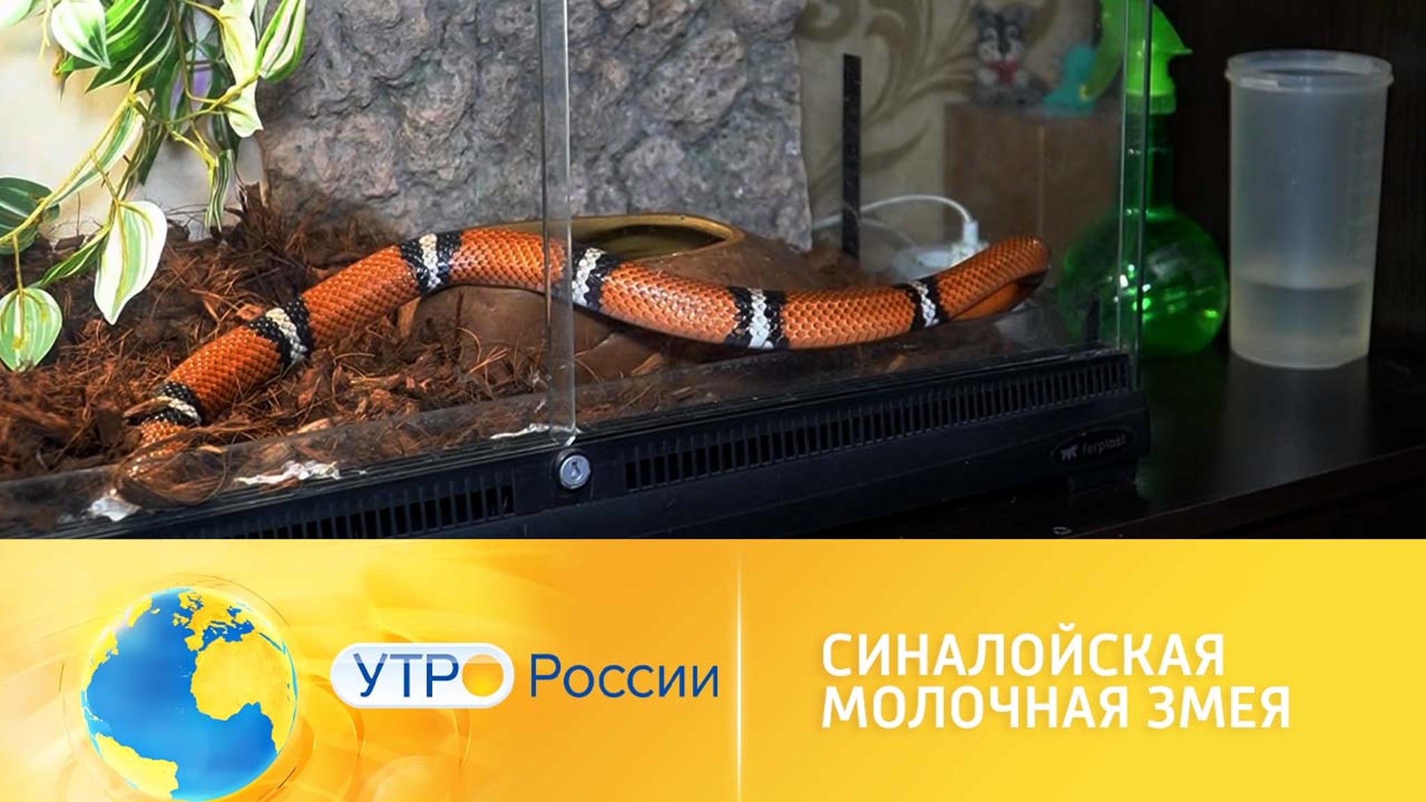 Синалойская молочная змея