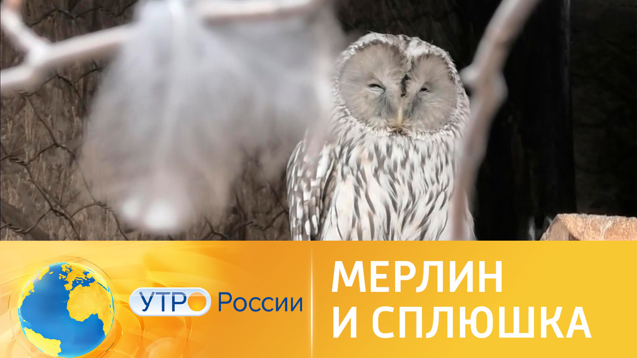 Мерлин и Сплюшка: охота по расписанию