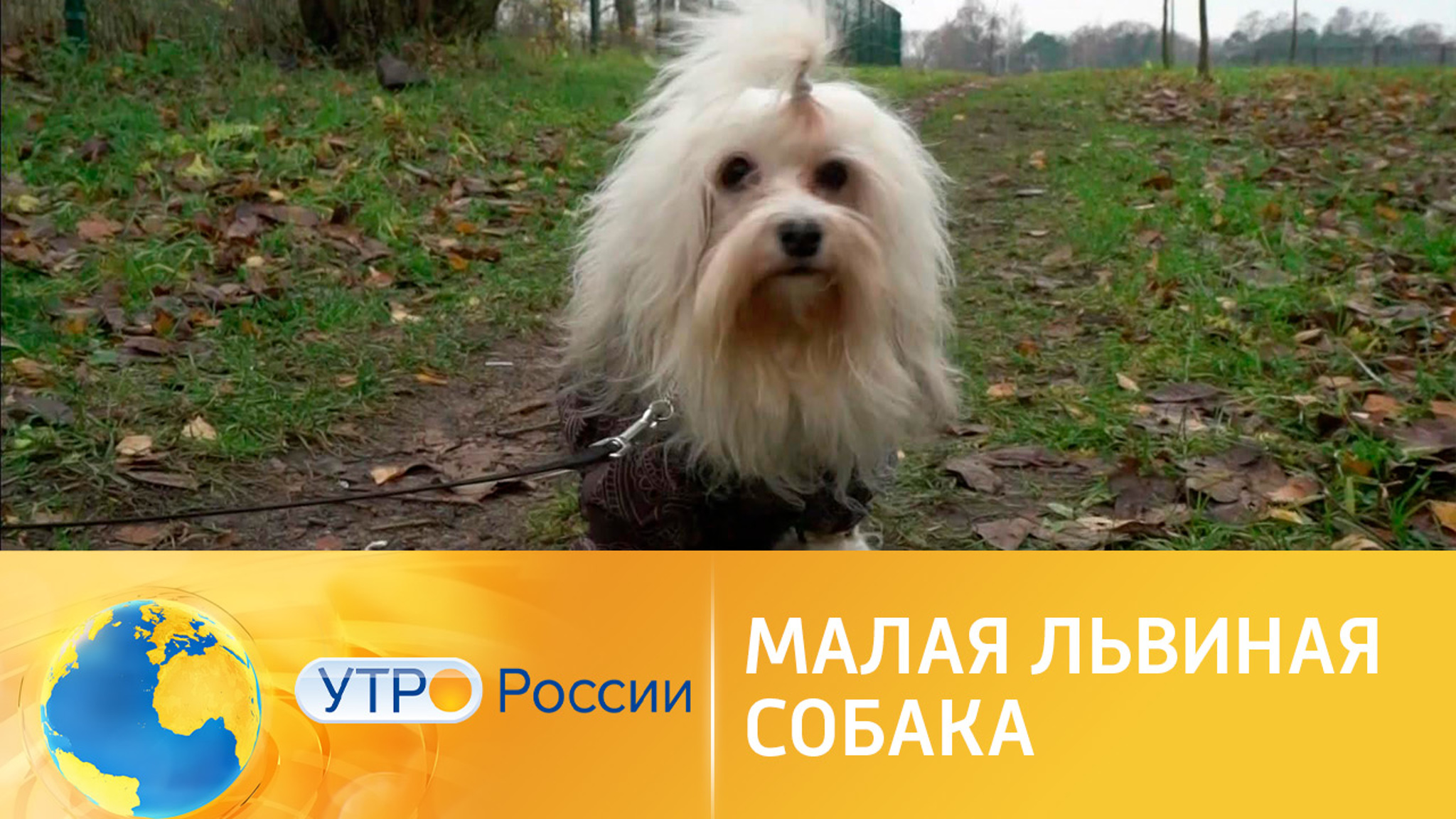 Малые львиные собаки: для чего их заводят в наши дни