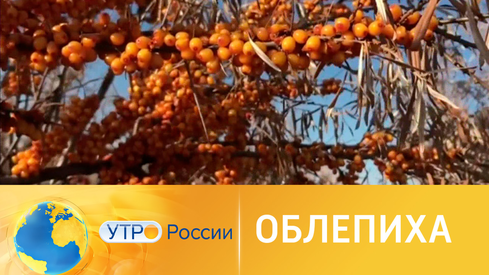 С чем лучше всего сочетается облепиха