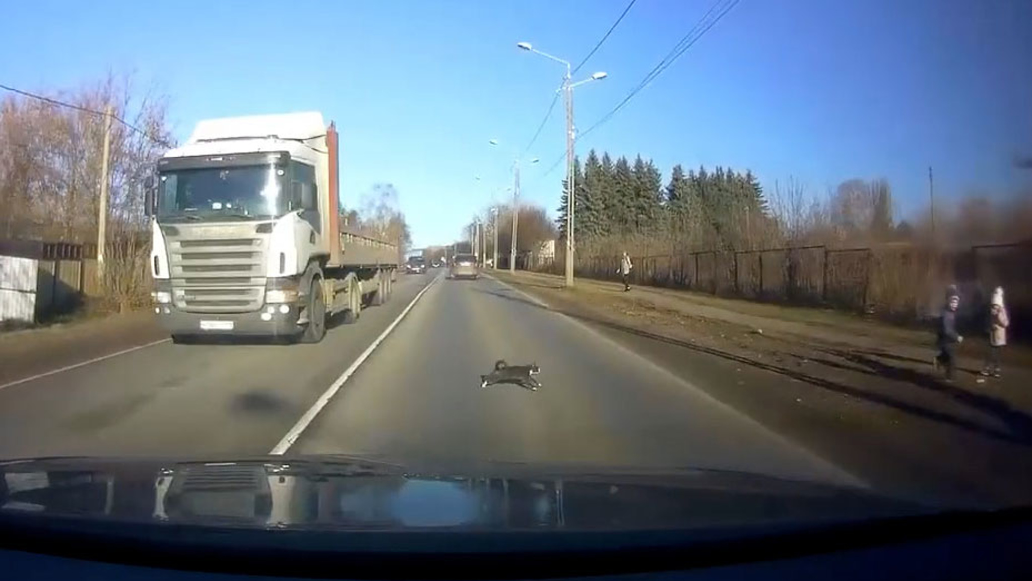 Мальчик кинул кота под колеса жителя Твери