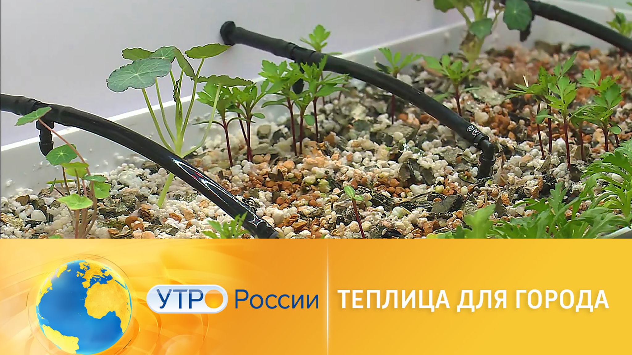 Теплица для города