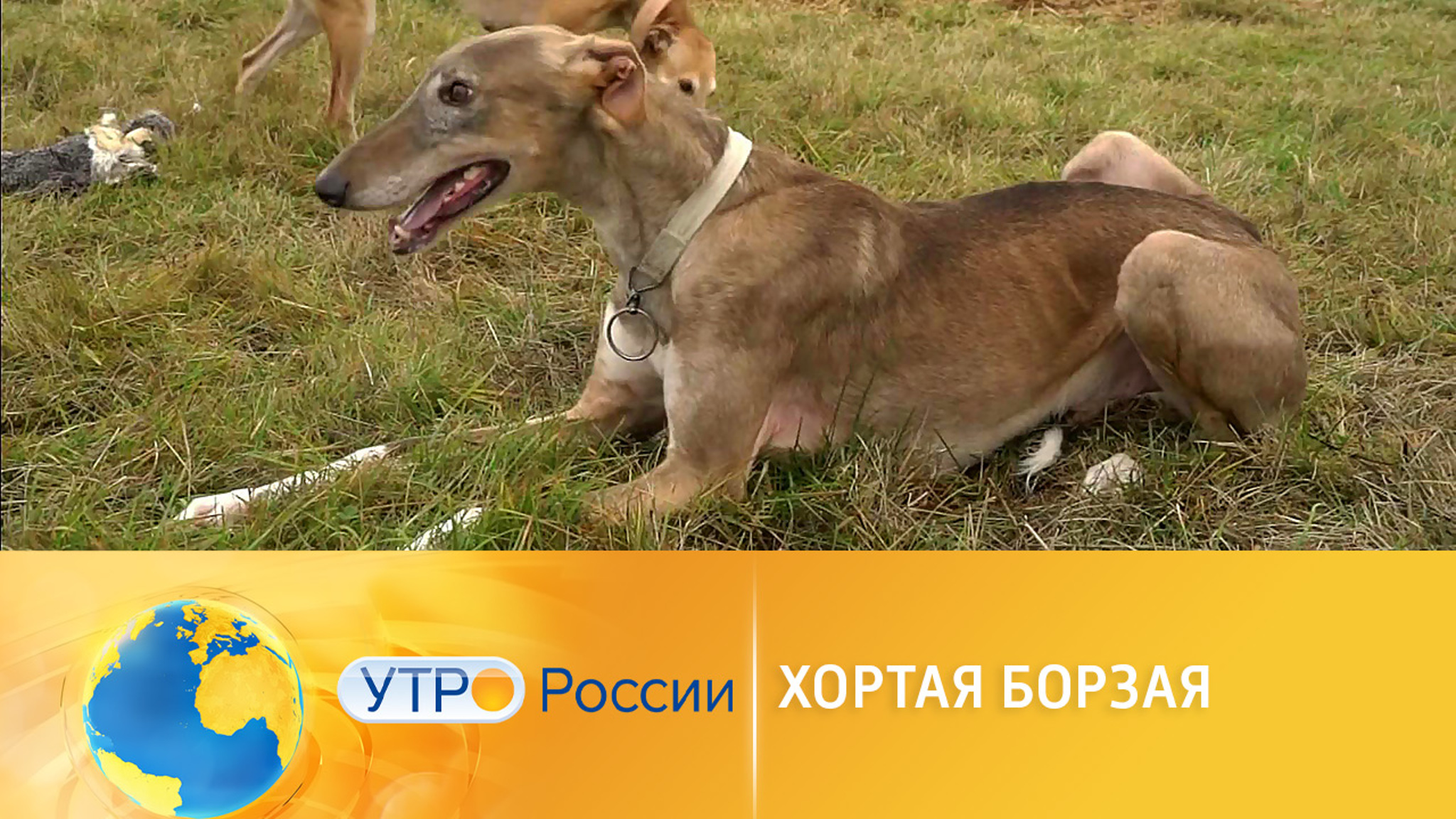 Хортая борзая: плюсы и минусы породы собак