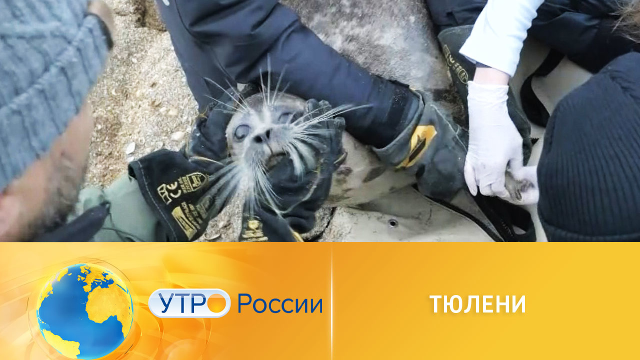 Завершилась экспедиция по сохранению каспийского тюленя