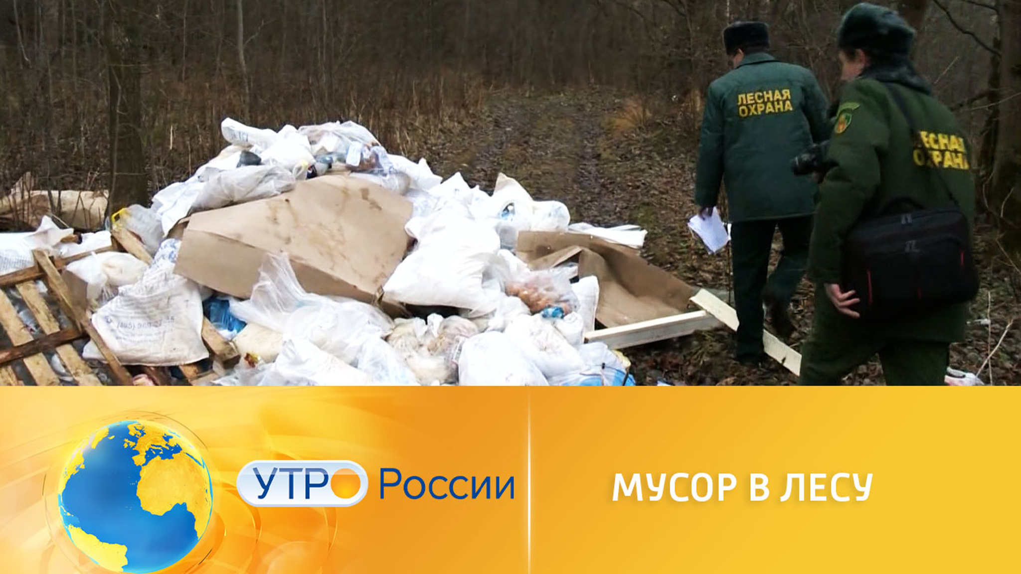 Мусор в лесу: как с ним бороться