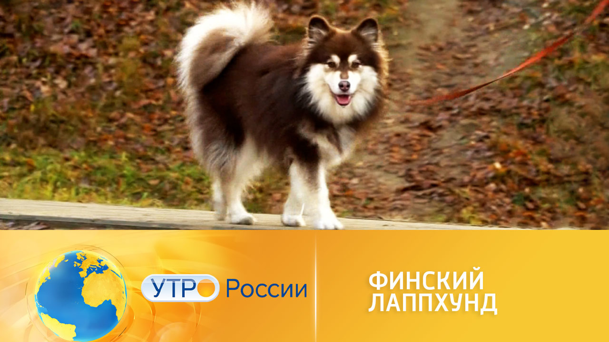 Финский лаппхунд: что о нем известно