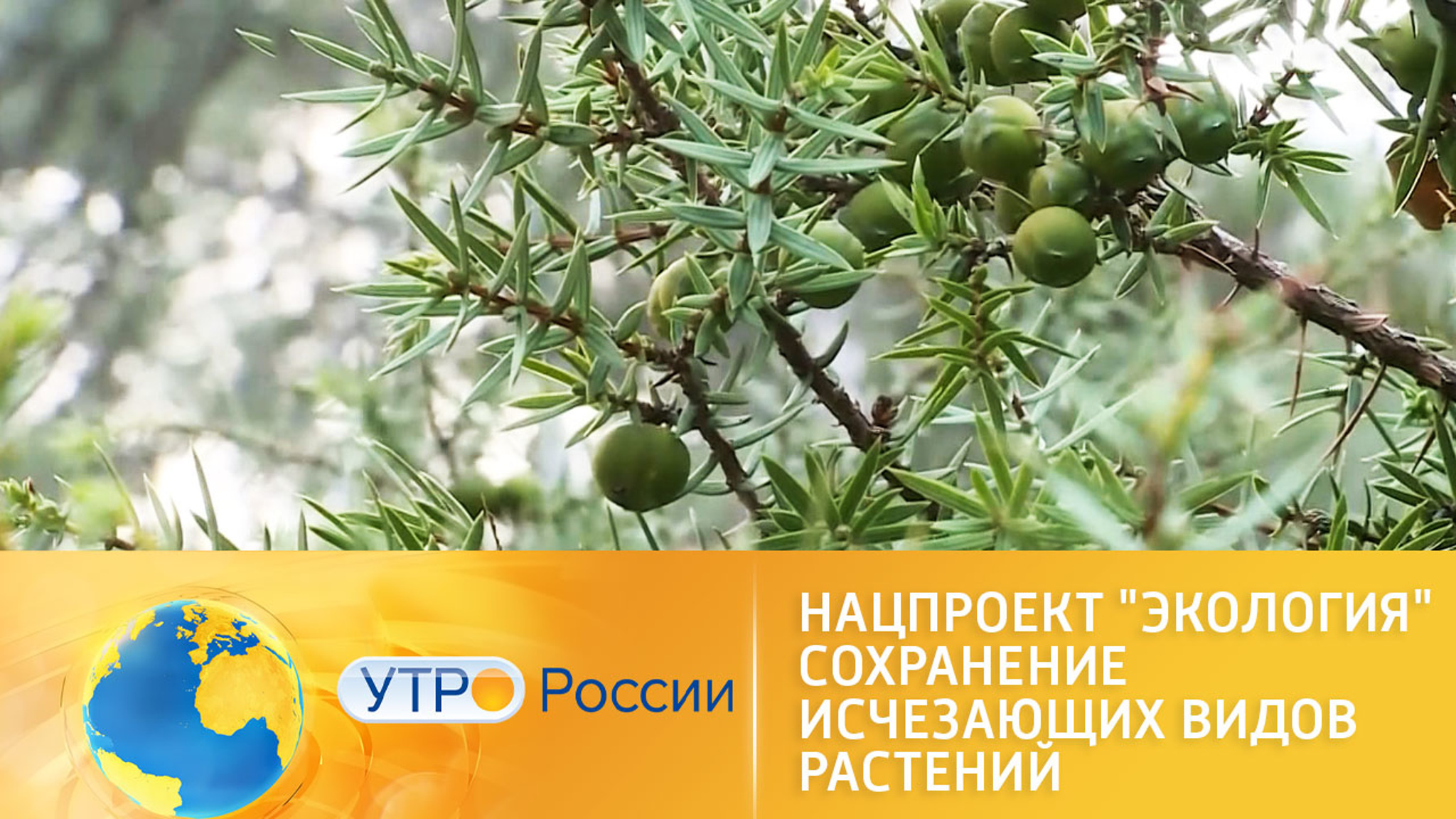 Исчезающие виды растений сохранят в рамках нацпроекта "Экология"