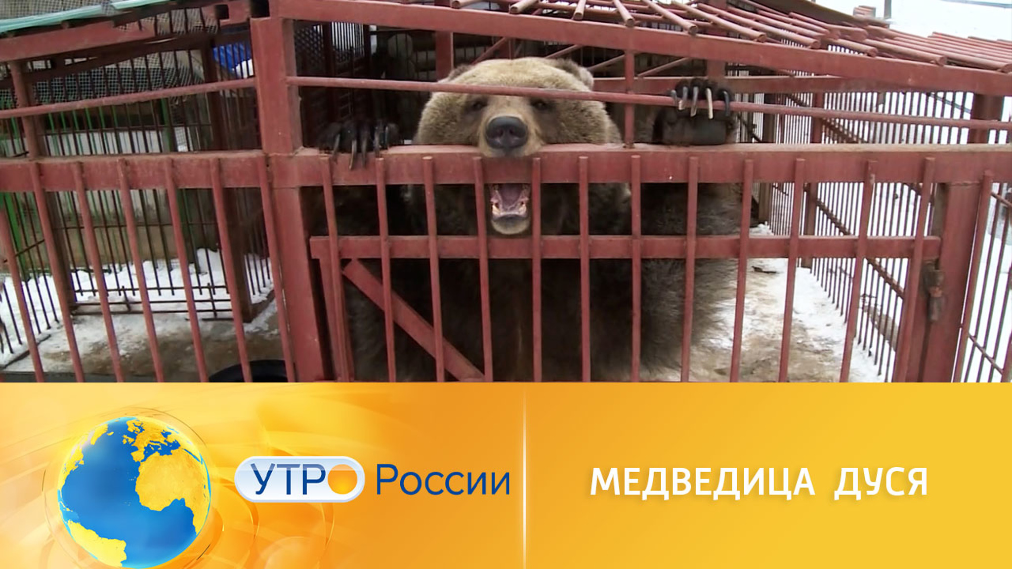 Медведица Дуся из Йошкар-Олы готовится к зимней спячке