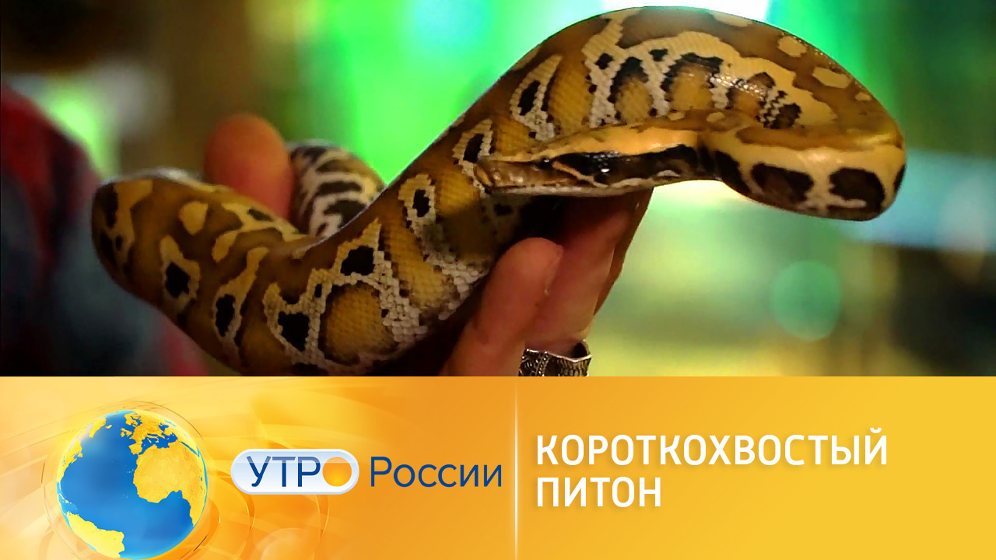 Как обращаться с короткохвостыми питонами