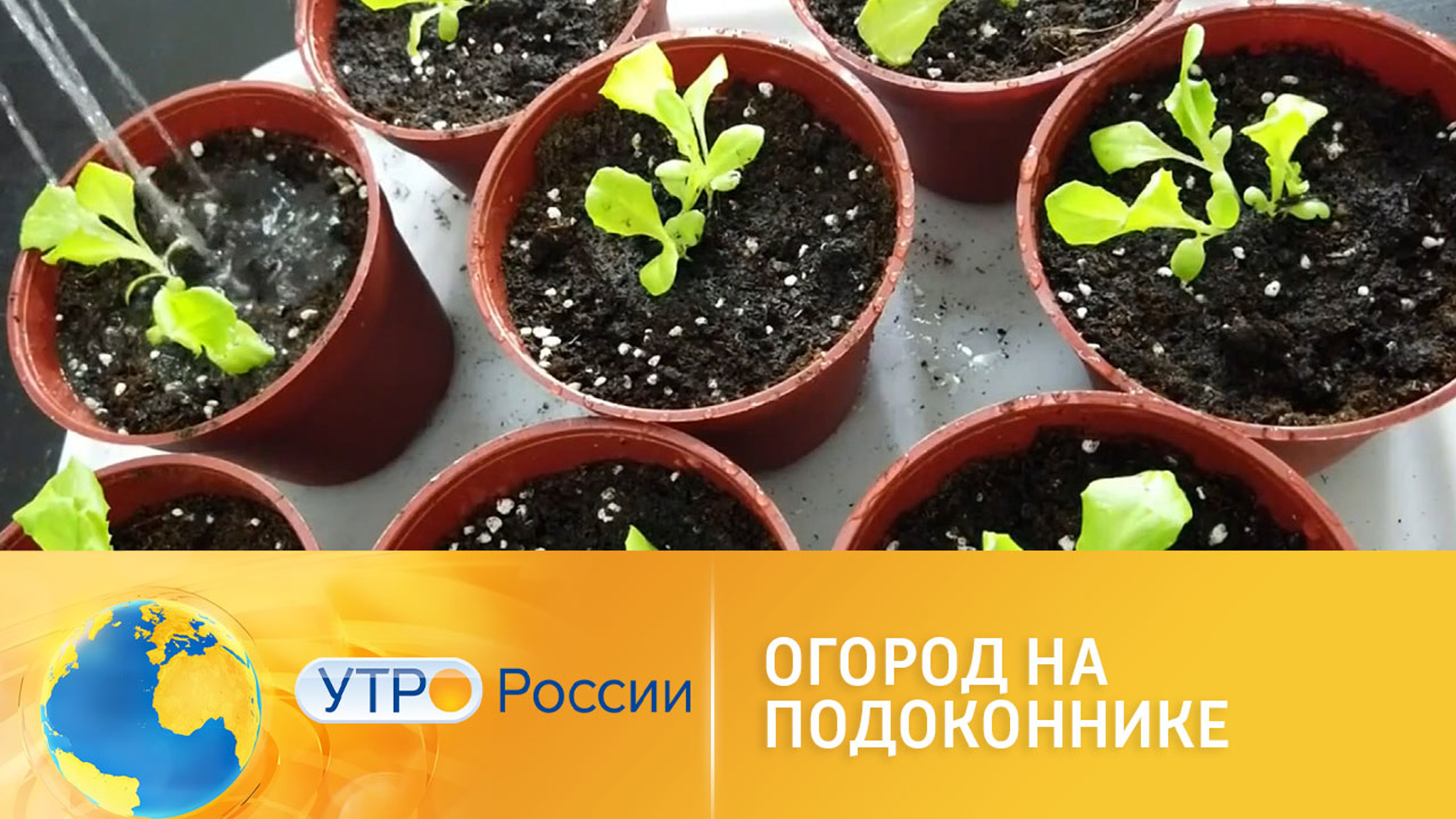 Огород на подоконнике