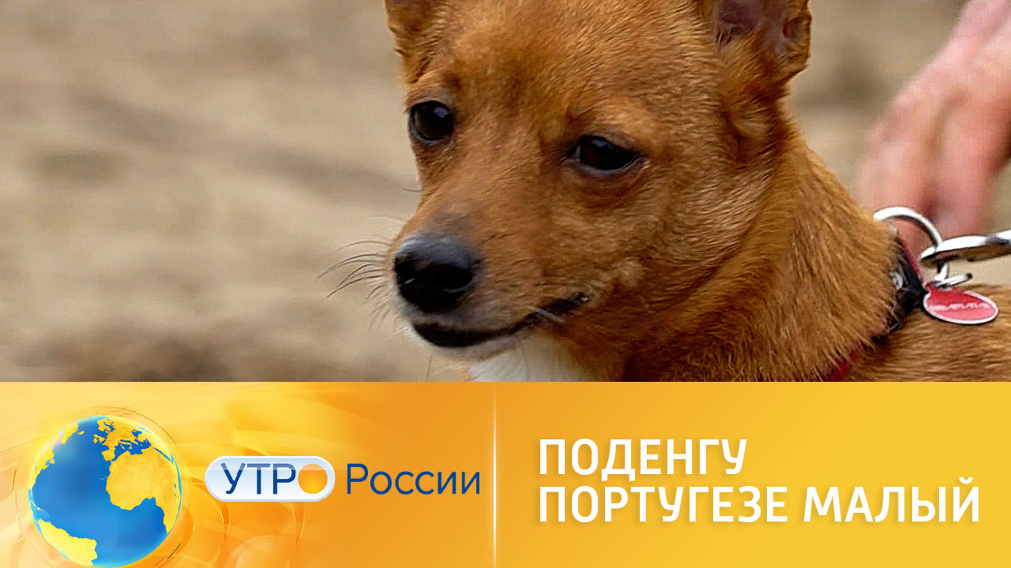 Поденгу португезе малый: не путать с чихуахуа