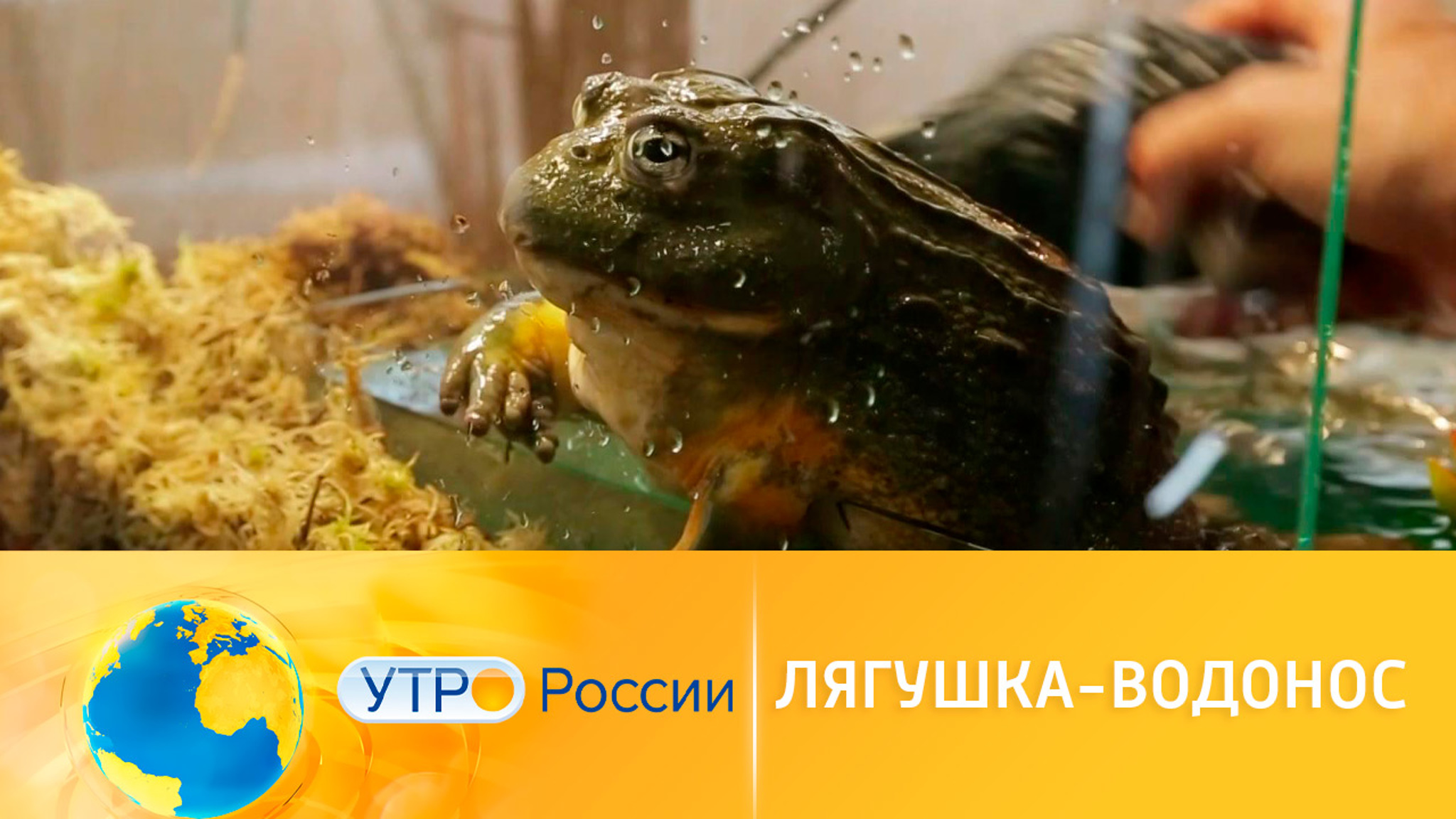Лягушка-водонос в качестве питомца