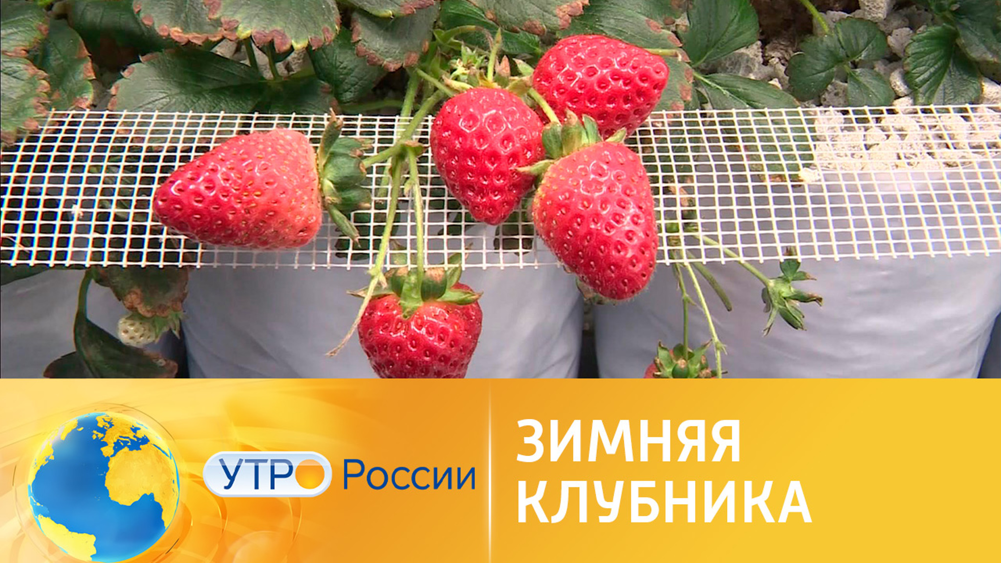 Зимняя клубника