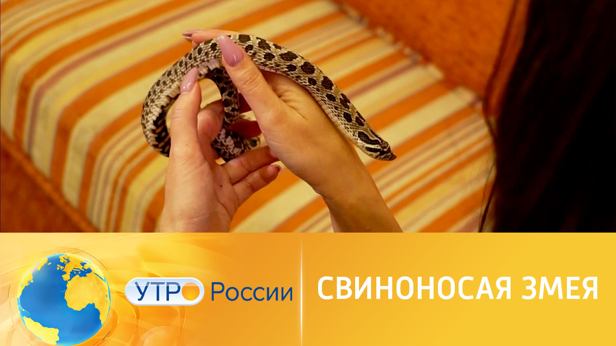 Свиноносая змея
