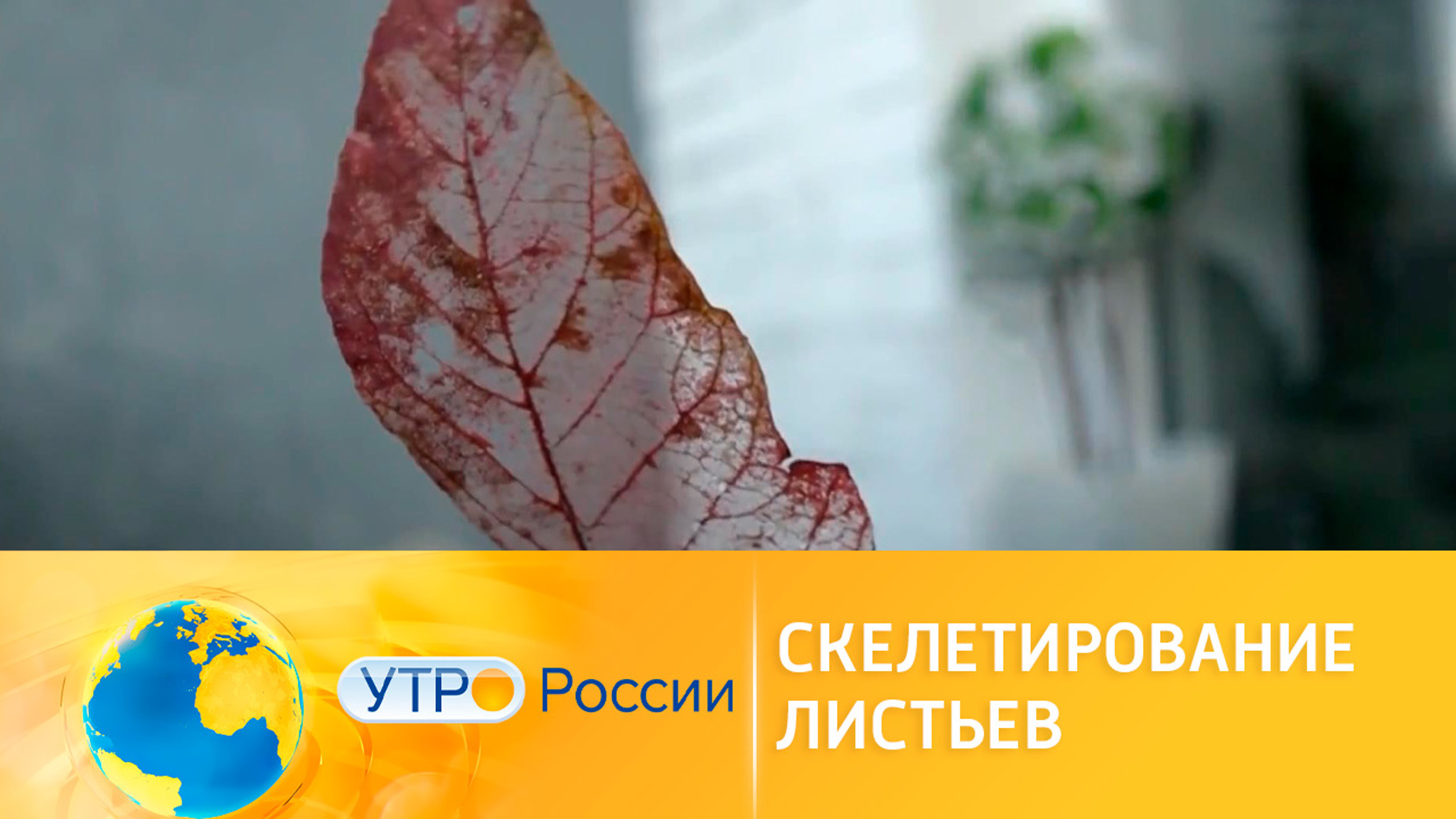 Скелетирование листьев своими руками