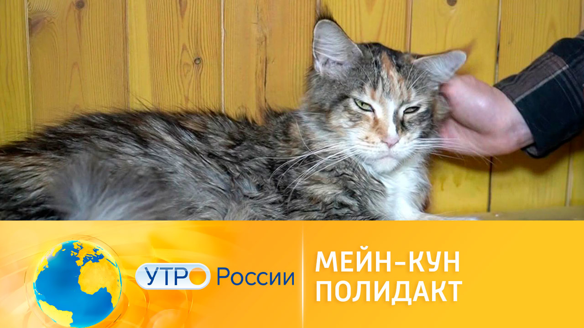 Преимущества породы мейн-кун полидакт