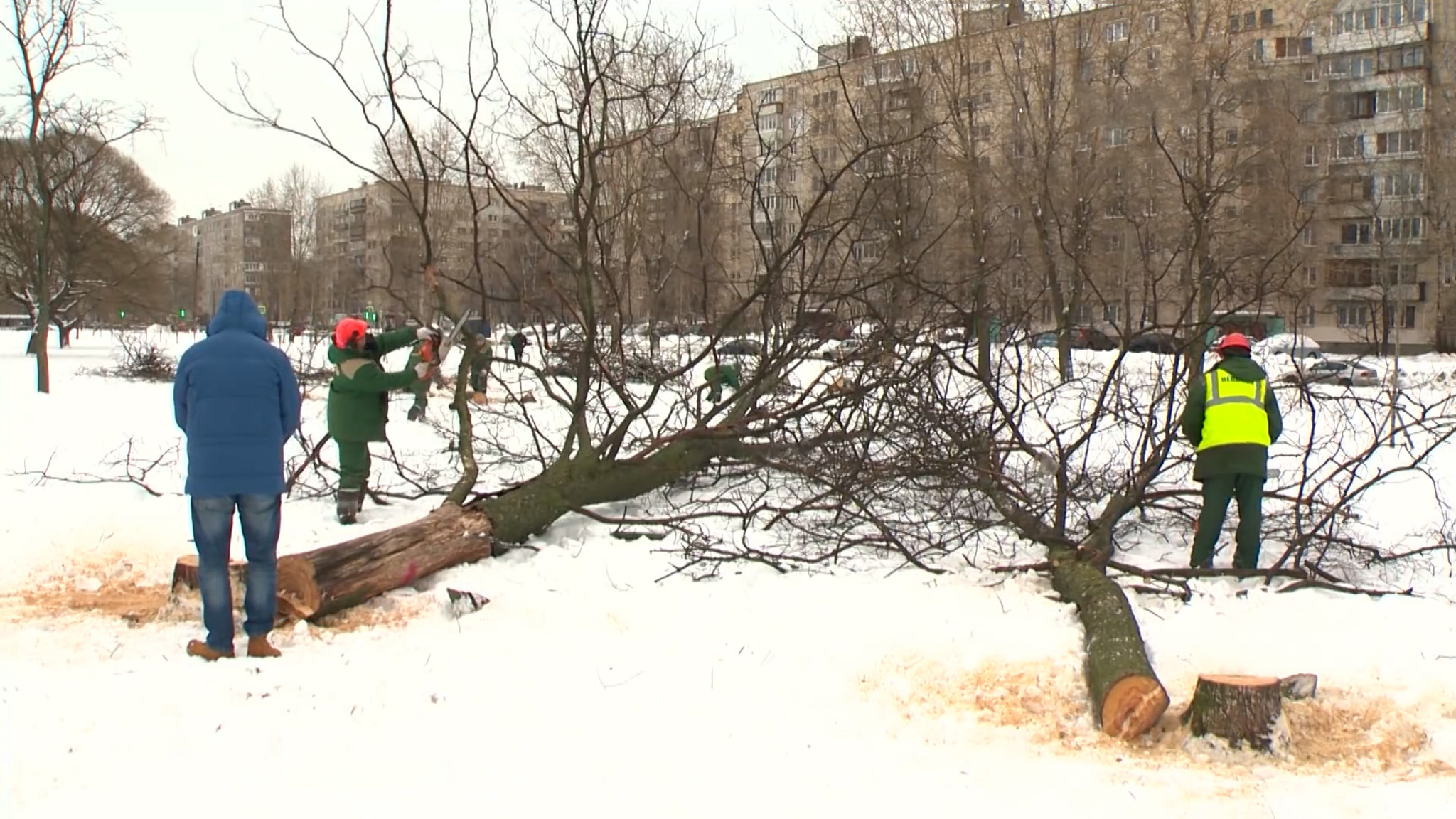 Вязы массово гибнут в парках Петербурга