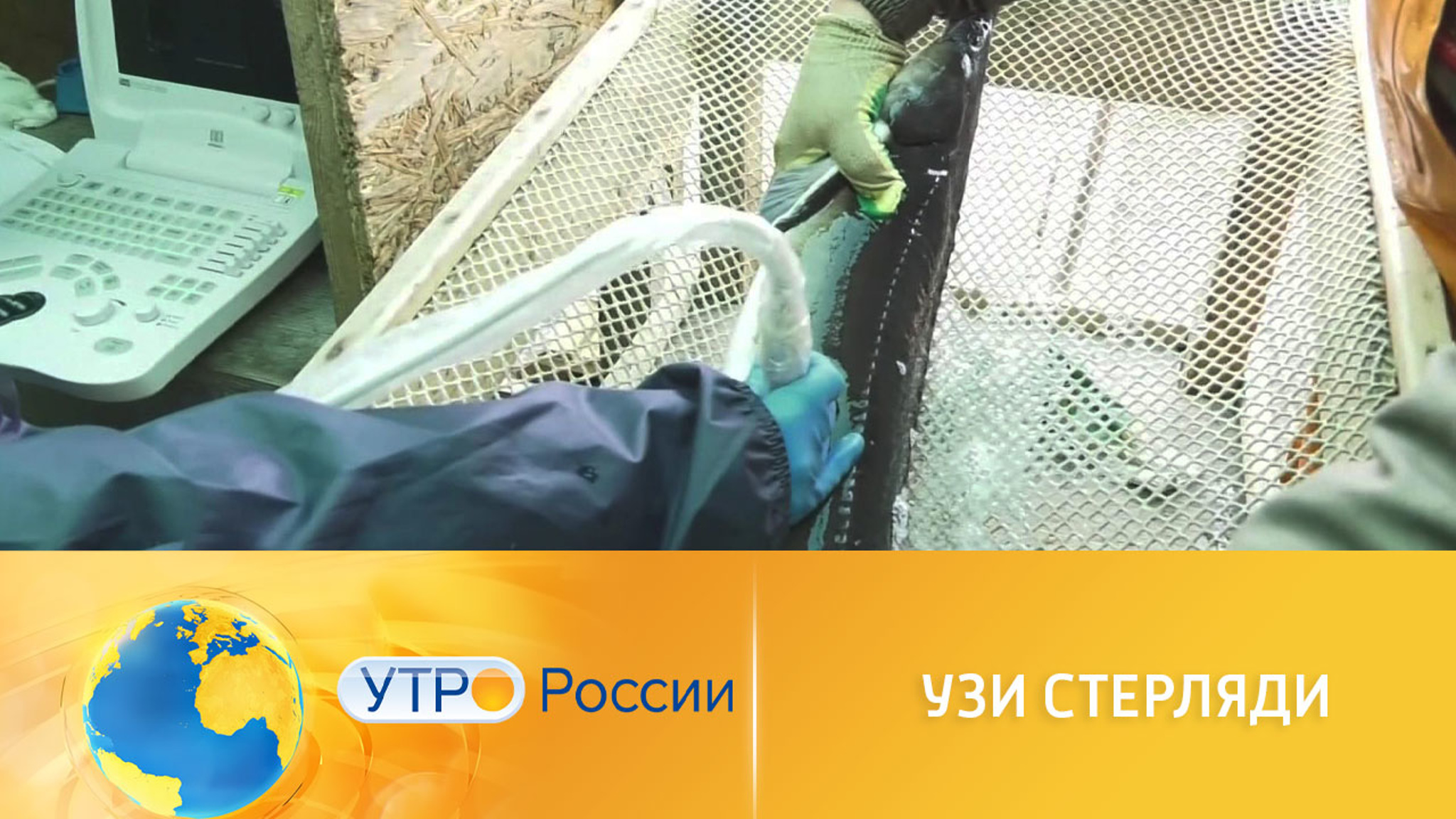 Готовность к нересту у рыб стали проверять при помощи УЗИ