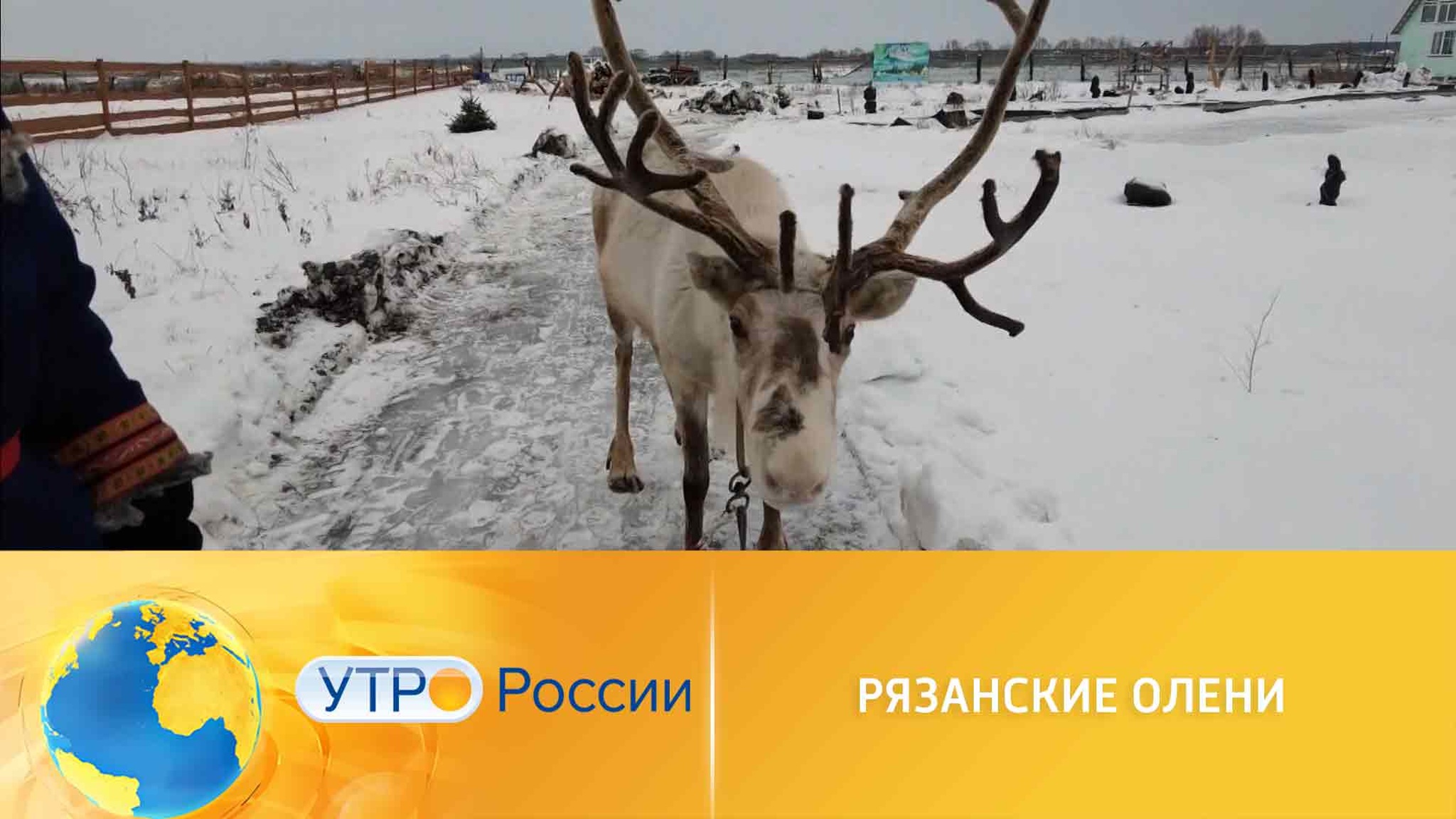 Северные олени прижились у рязанских фермеров